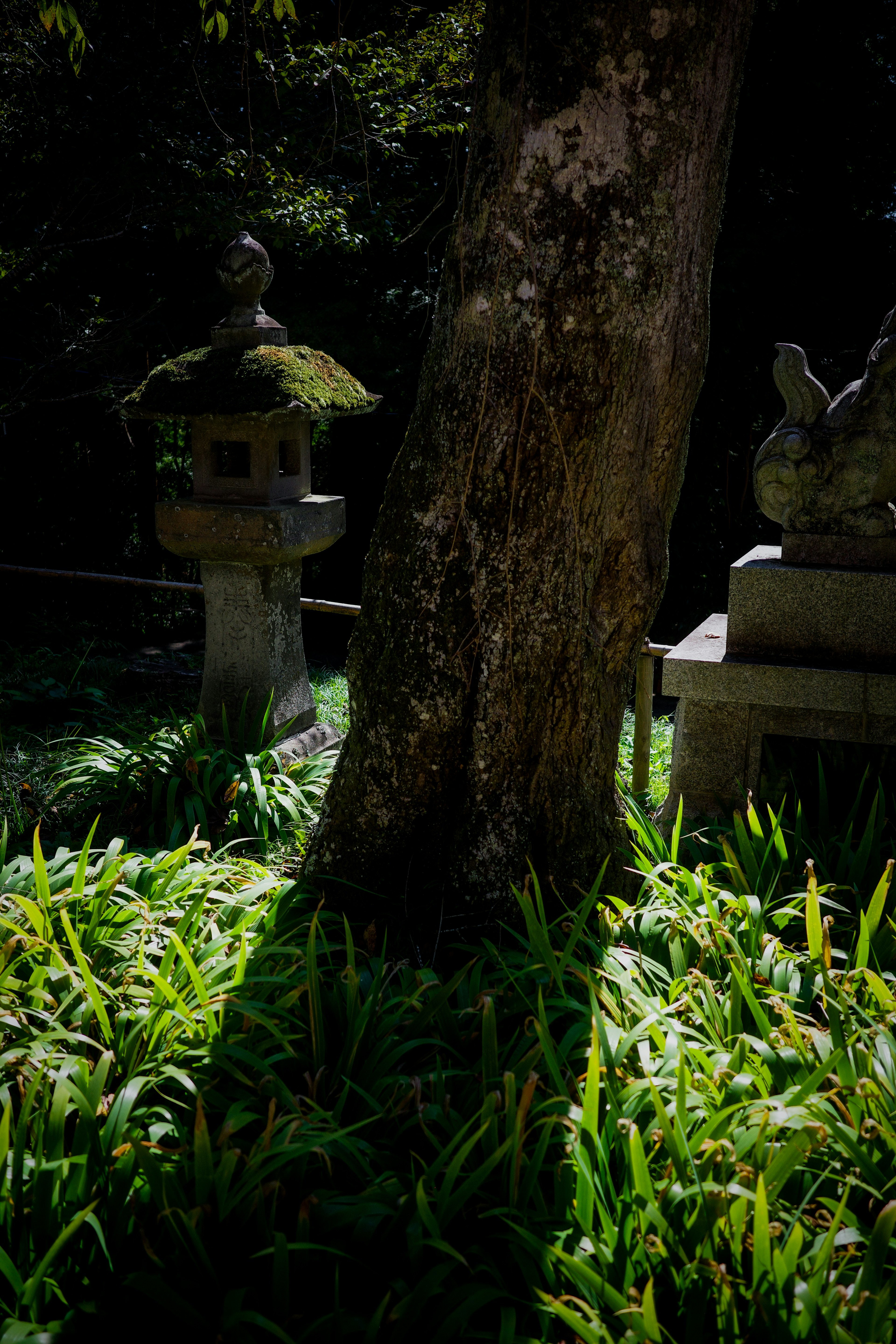 A thick tree and stone lanterns in a garden with contrasting light and shadow