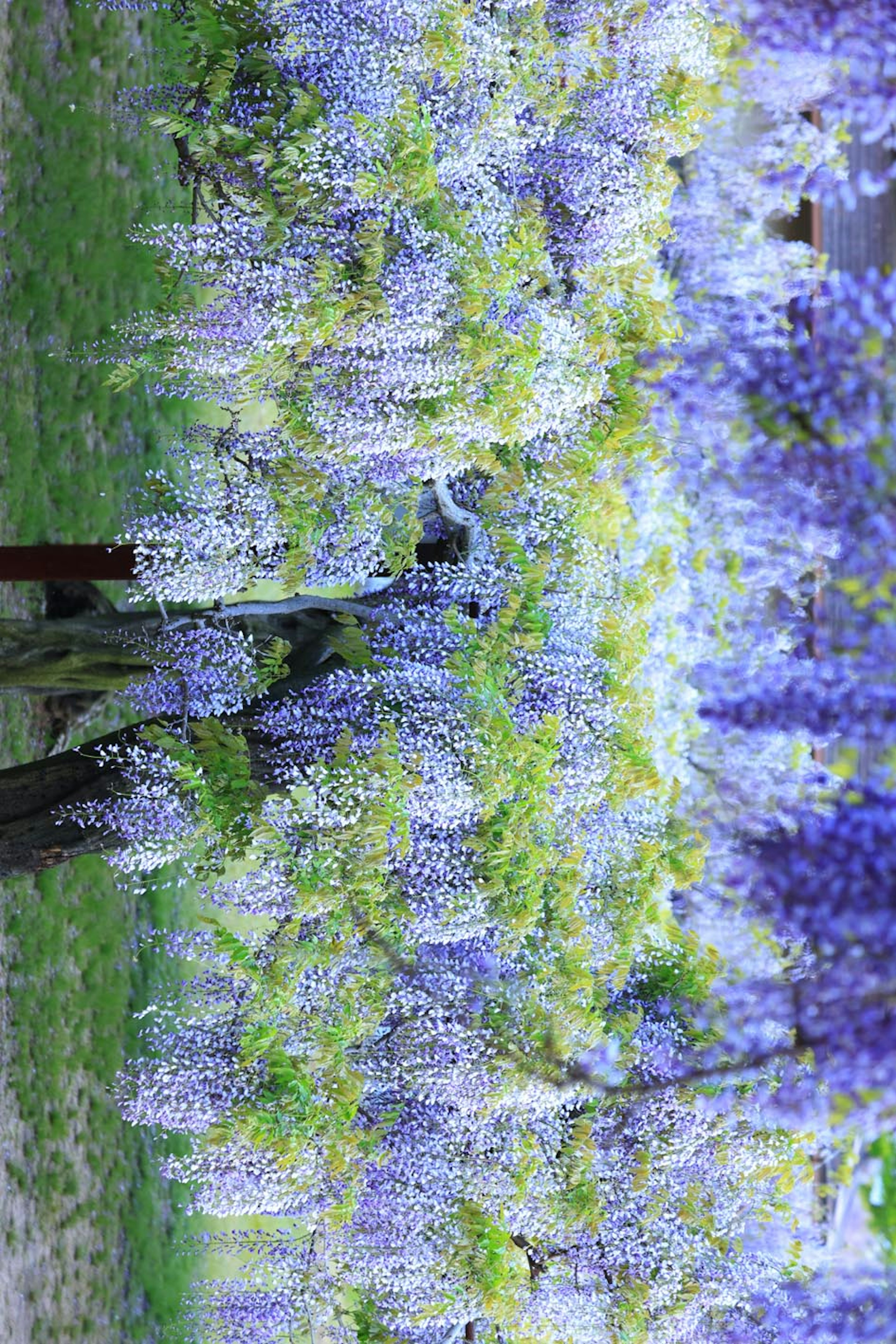 Landscape of blooming purple wisteria flowers with lush green leaves