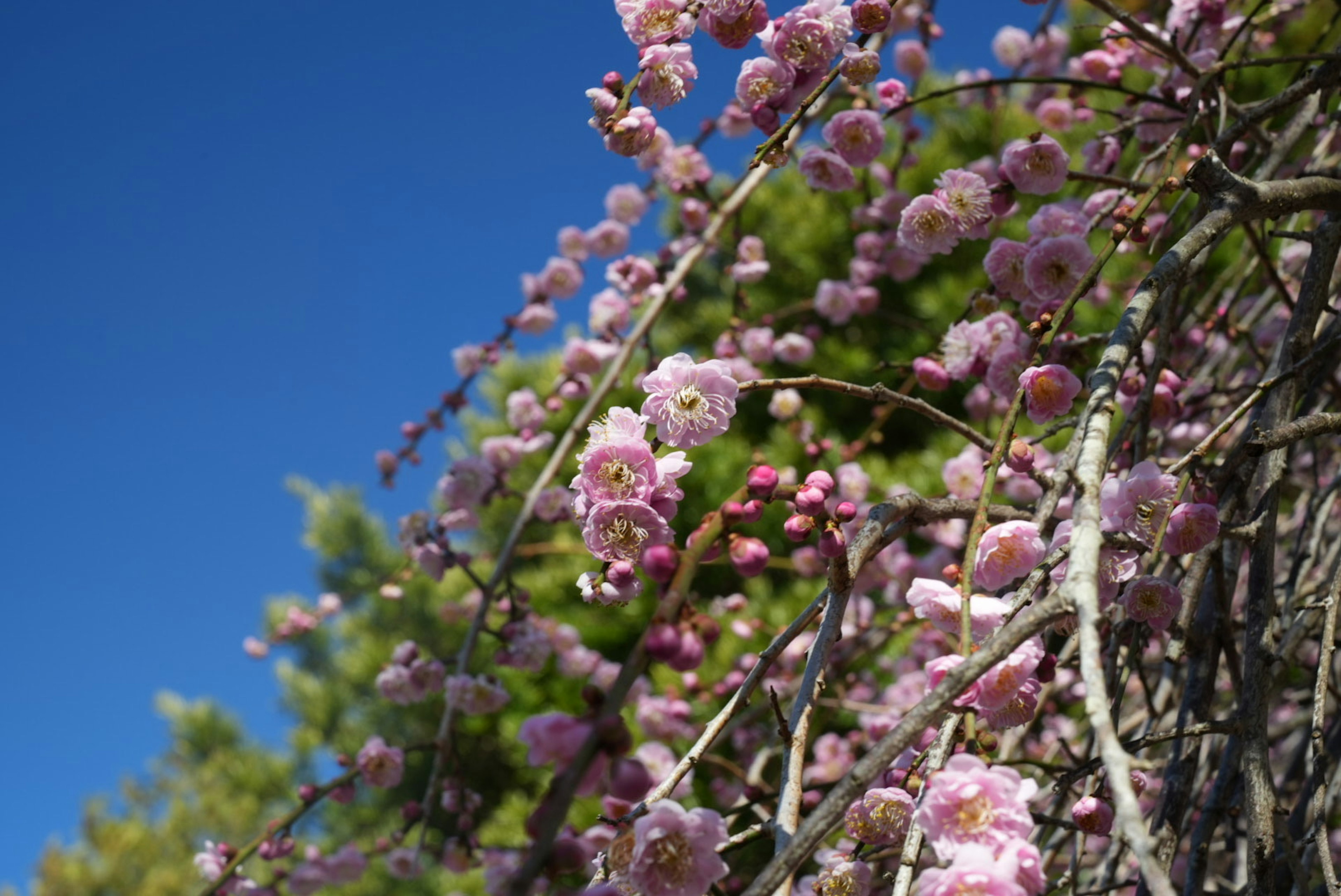 Fleurs roses en fleurs sous un ciel bleu avec des feuilles vertes