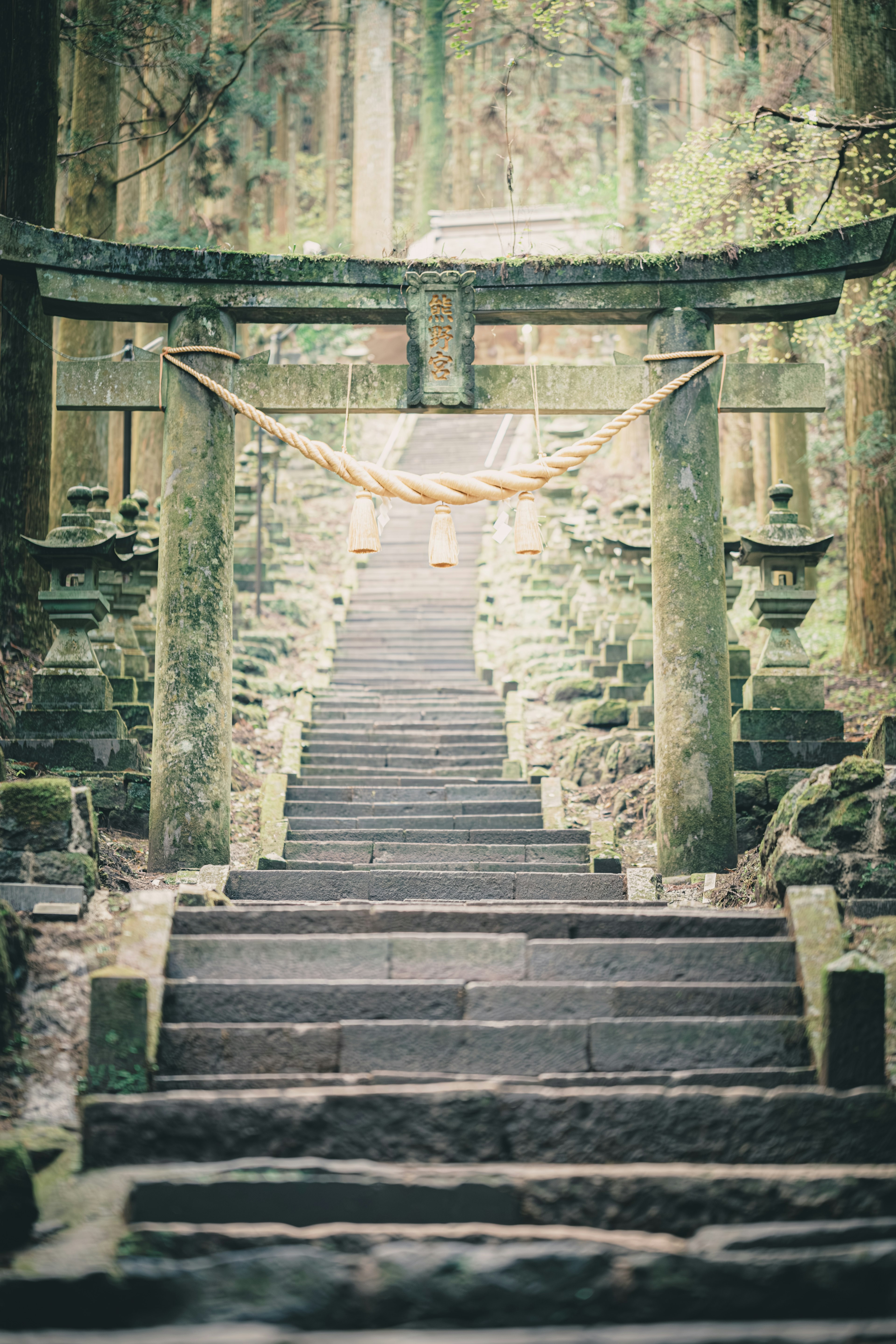 Cảnh rừng bí ẩn với bậc thang đá và cổng torii