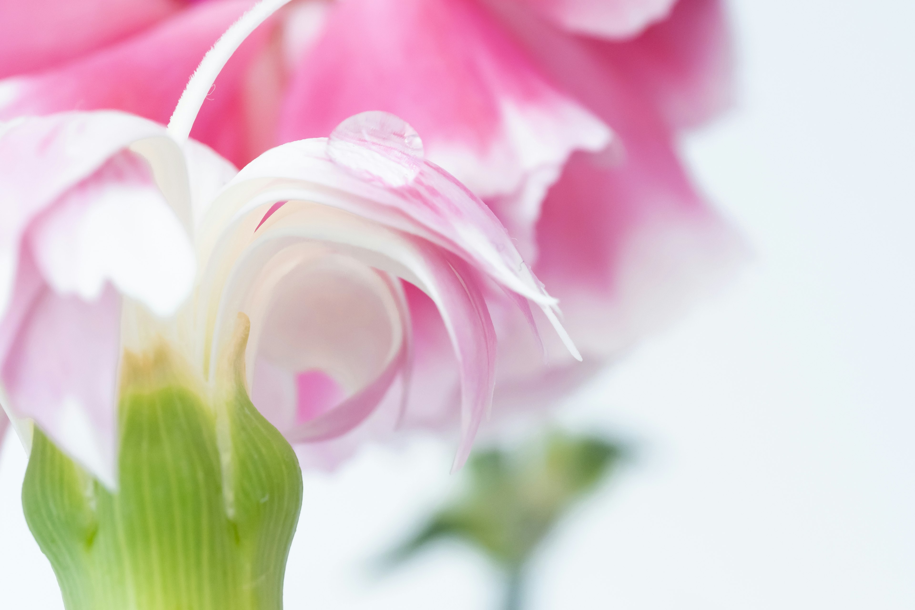 Una flor rosa pálido con pétalos delicados sobre fondo blanco