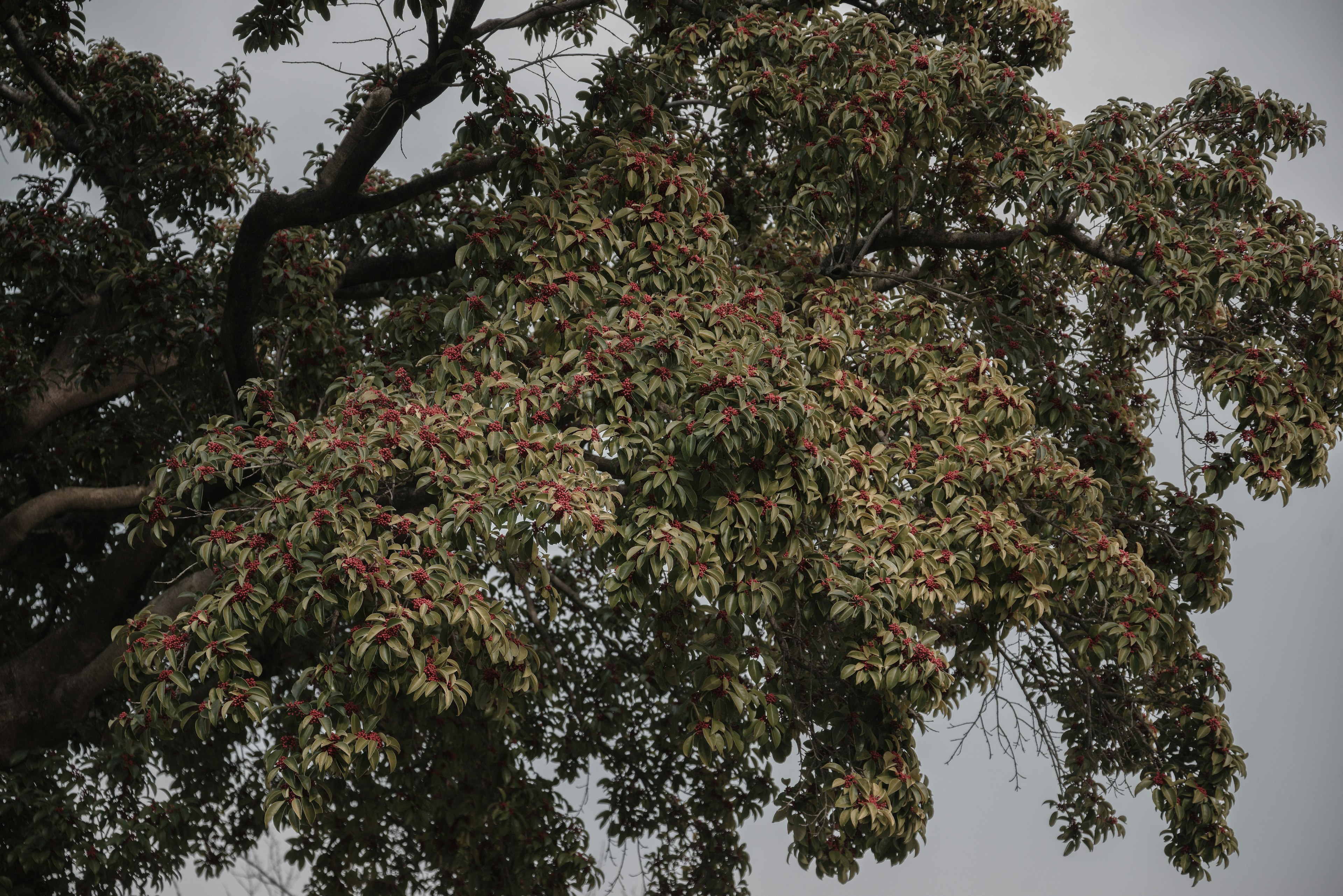 Rama de un árbol densamente cubierta de hojas bajo un cielo gris