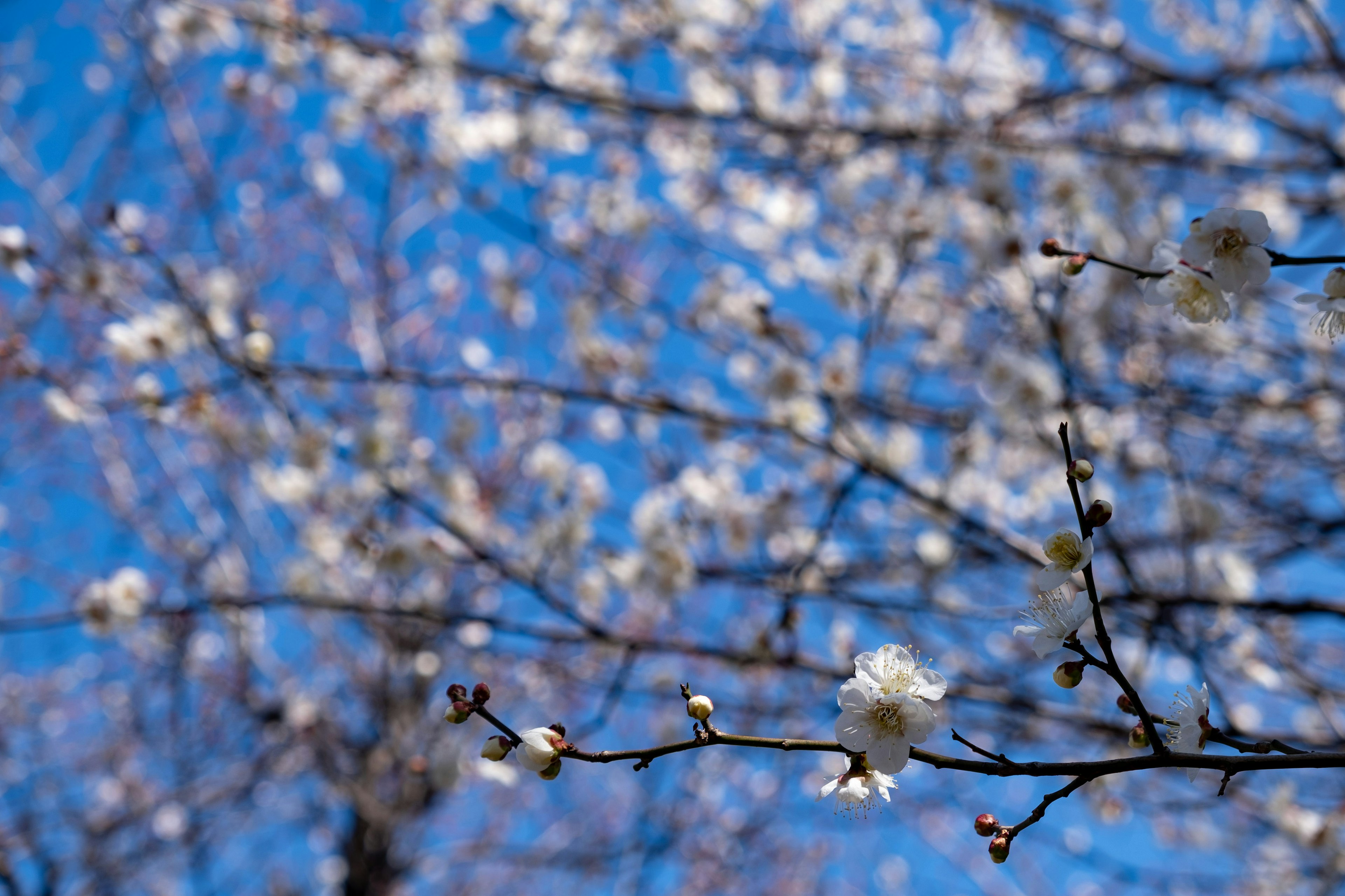 Fiori di prugno bianchi sui rami con uno sfondo di cielo blu