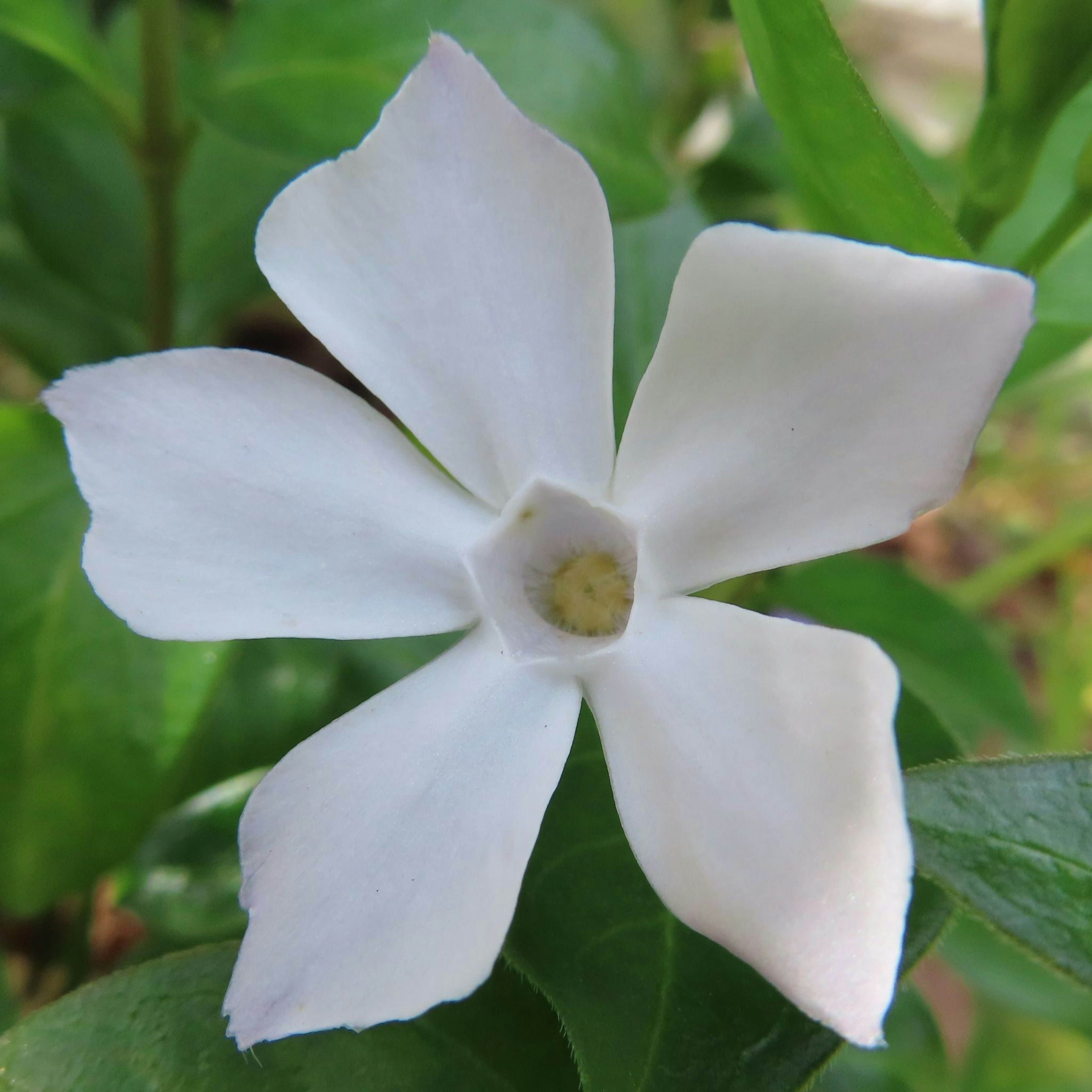 Close-up of a white flower with five petals surrounded by green leaves