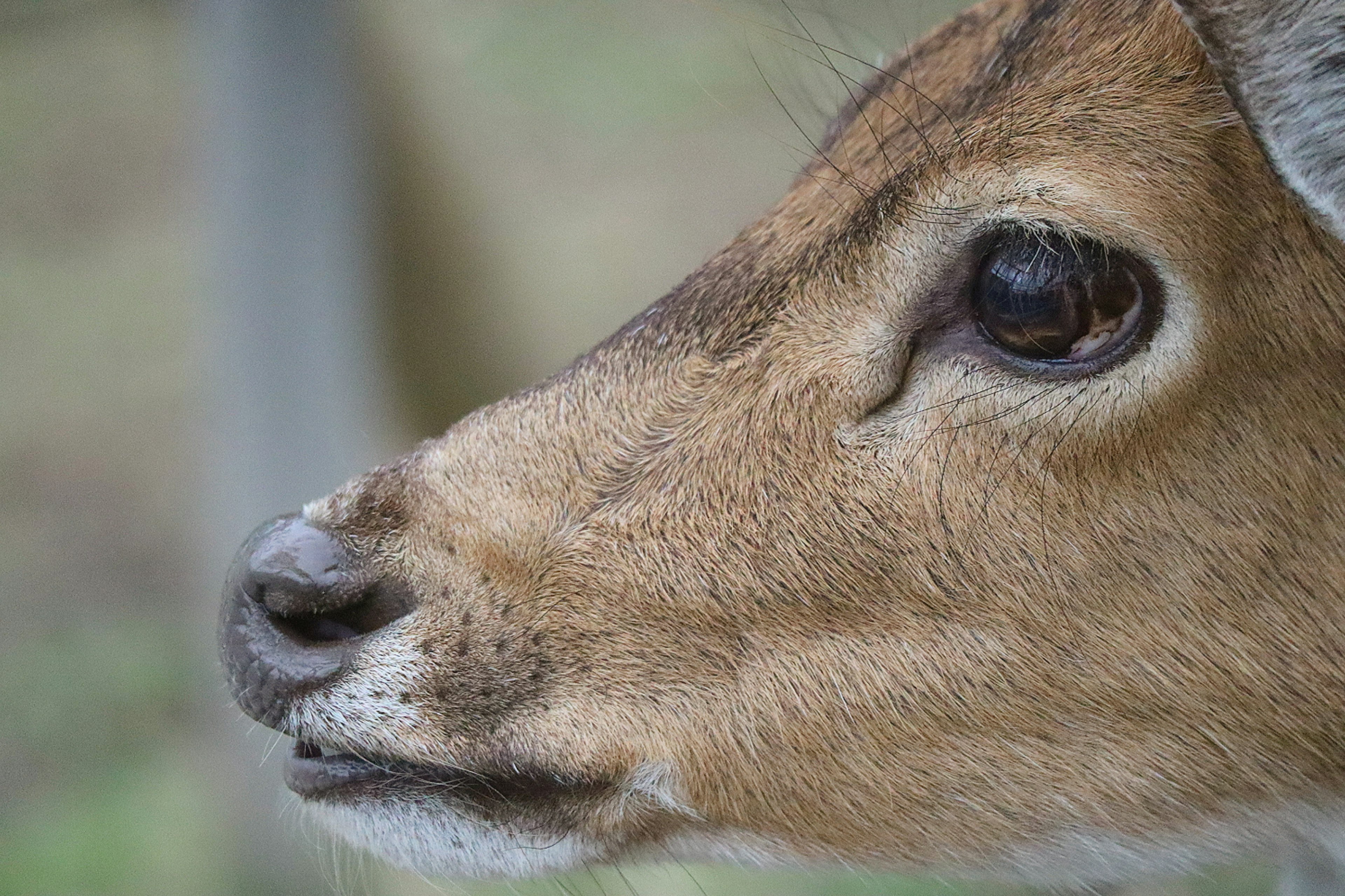 Close-up of a deer face showing detailed fur texture and eye features