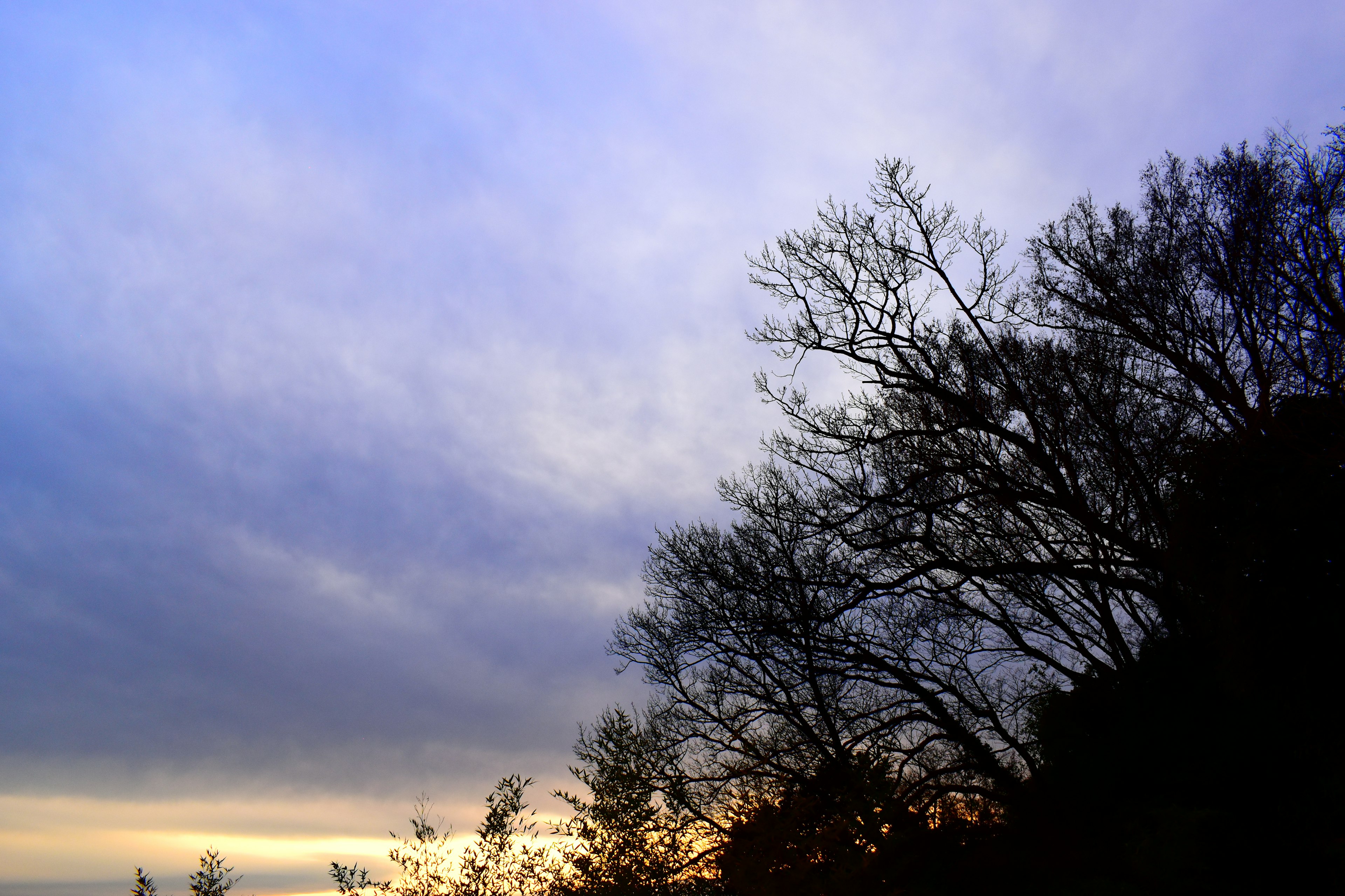 Dämmerungshimmel mit Blau- und Violetttönen und silhouettierten Bäumen