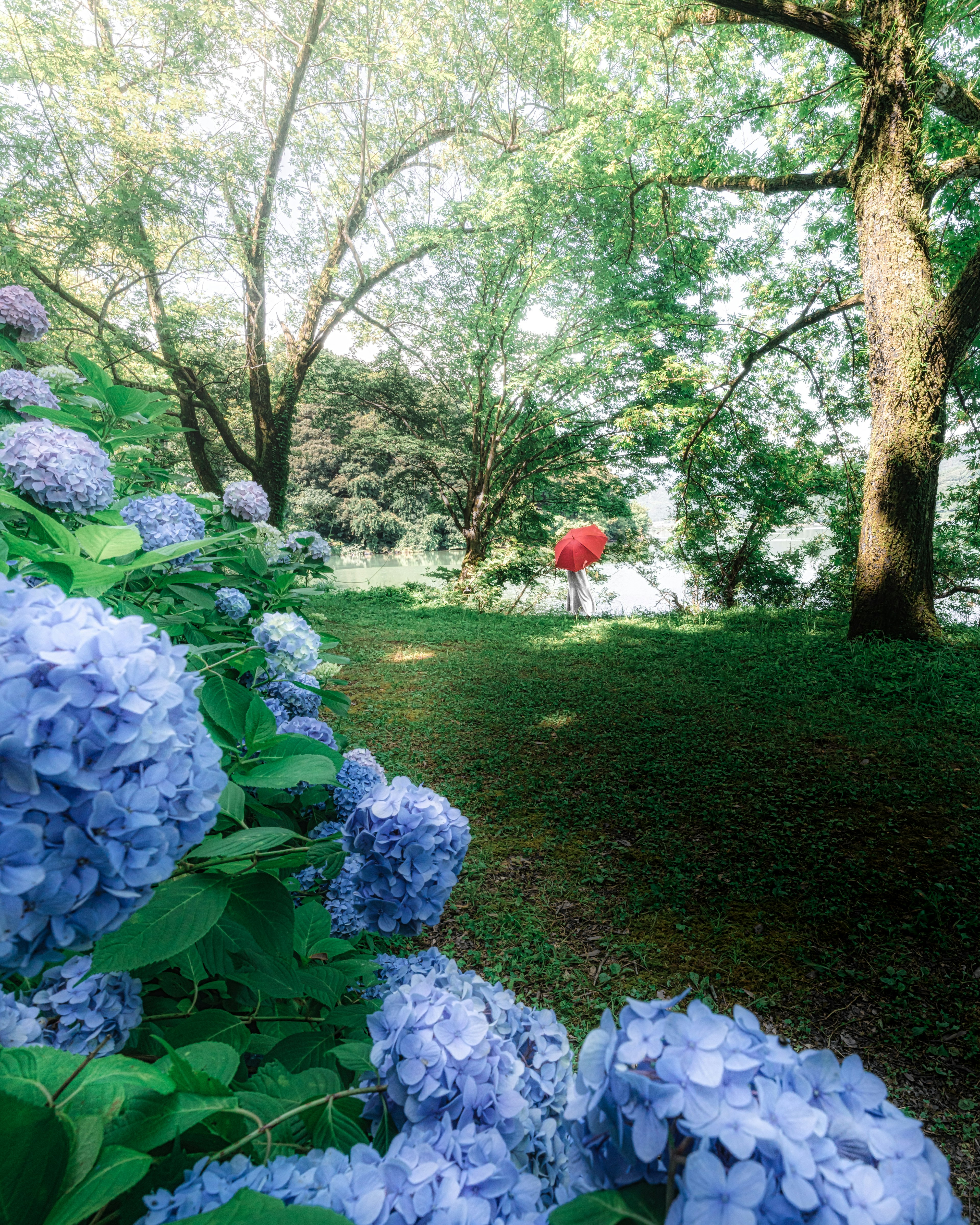 Malersicher Blick auf blaue Hortensien mit einer Person, die unter einem roten Regenschirm in der grünen Umgebung spaziert