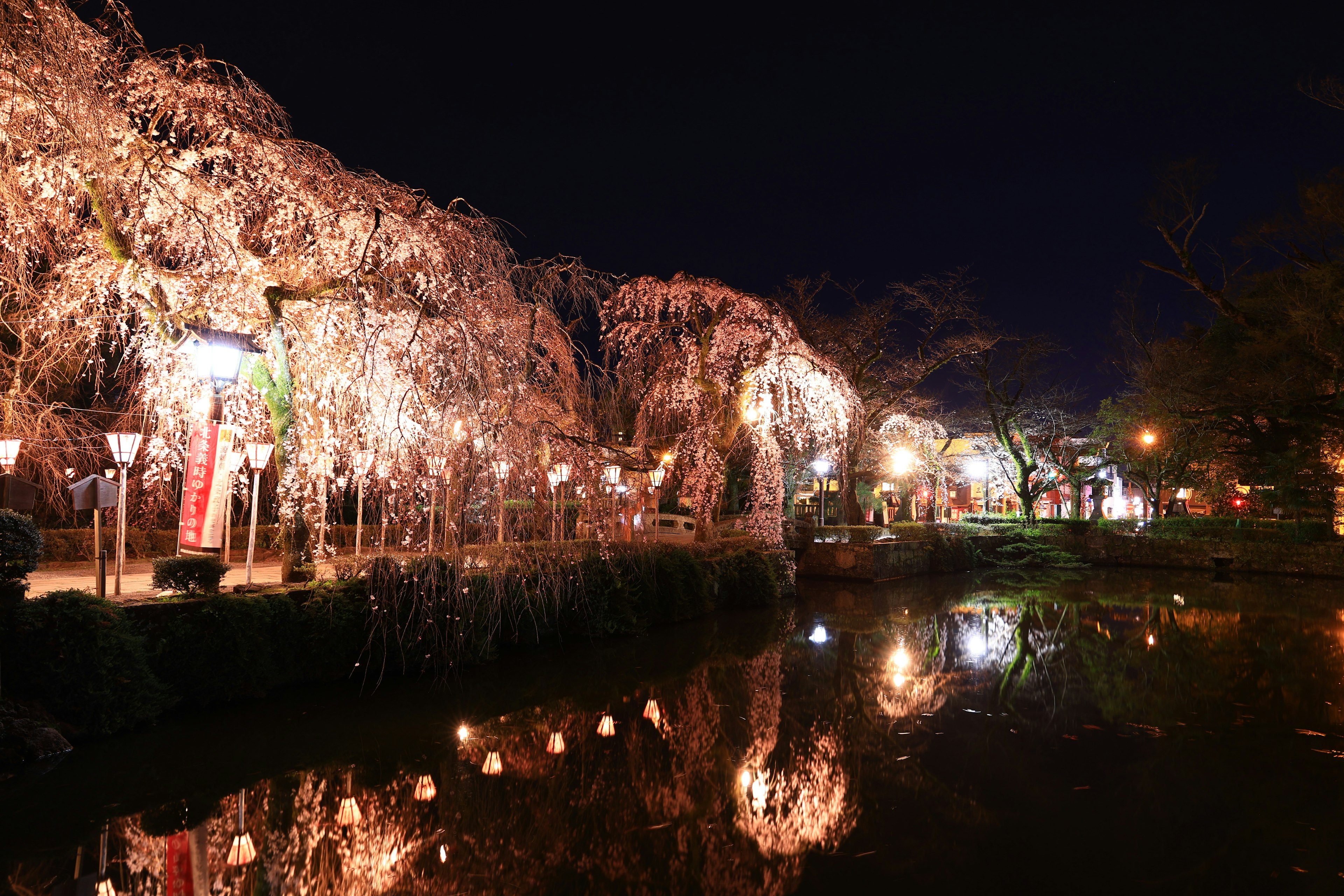 Pohon sakura yang diterangi dan lentera di tepi sungai pada malam hari