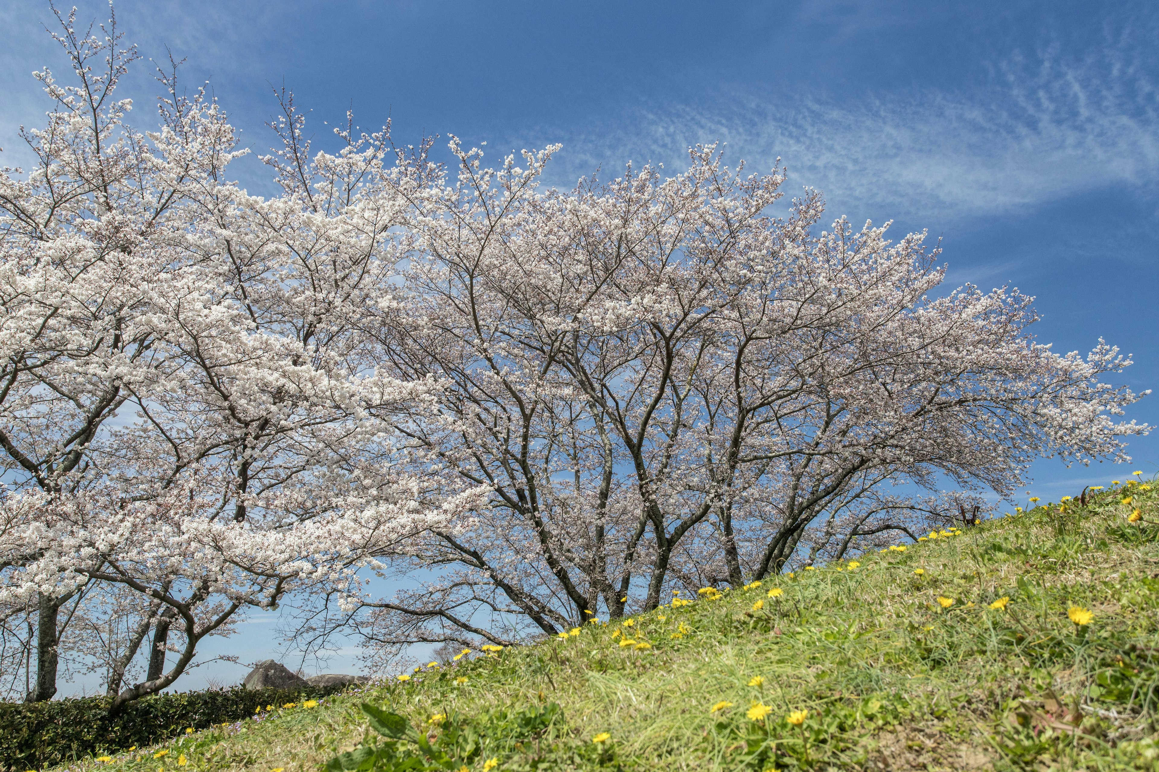 青空の下に咲く桜の木と緑の丘の風景