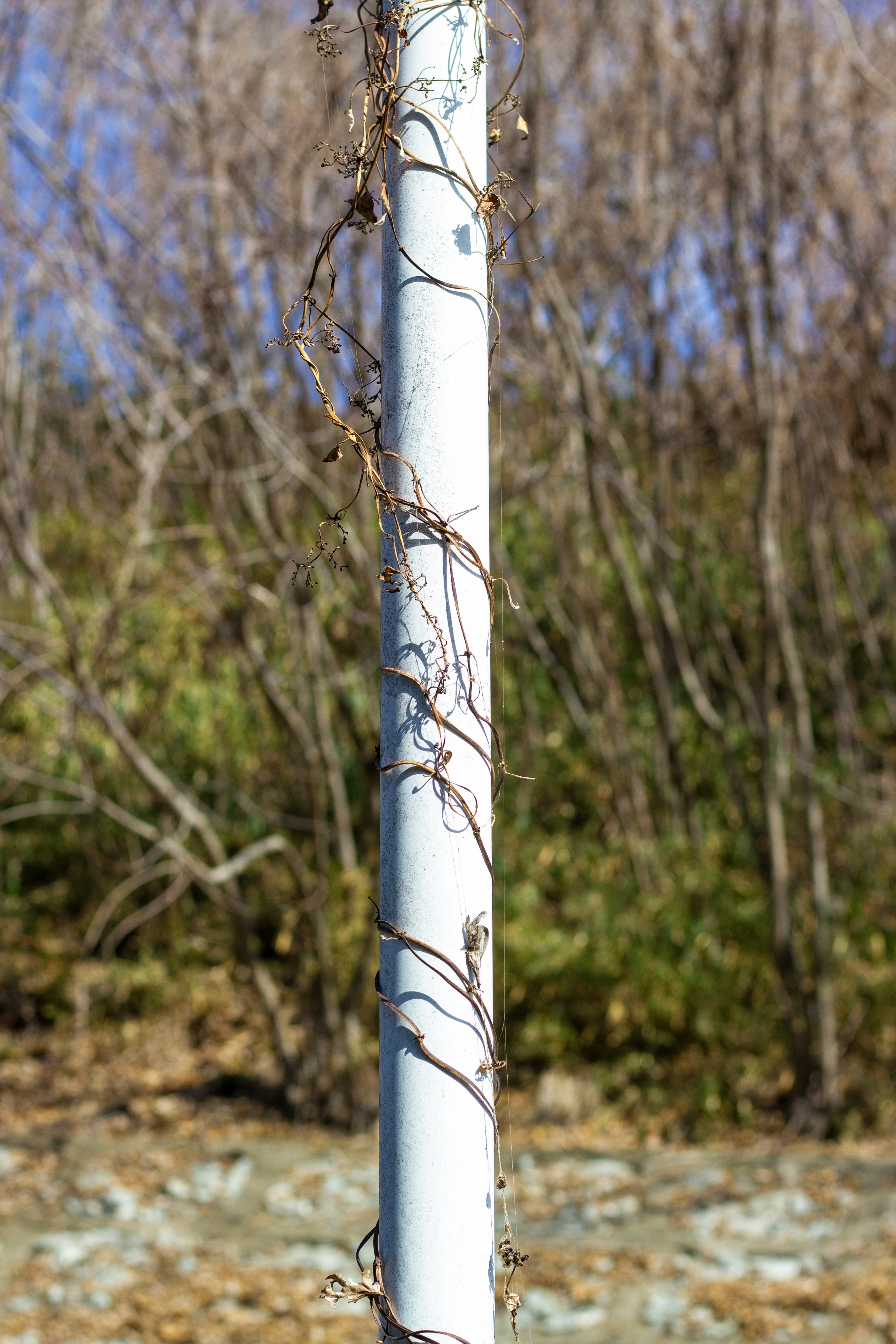 Un poteau blanc enlacé par des vignes avec des arbres en arrière-plan