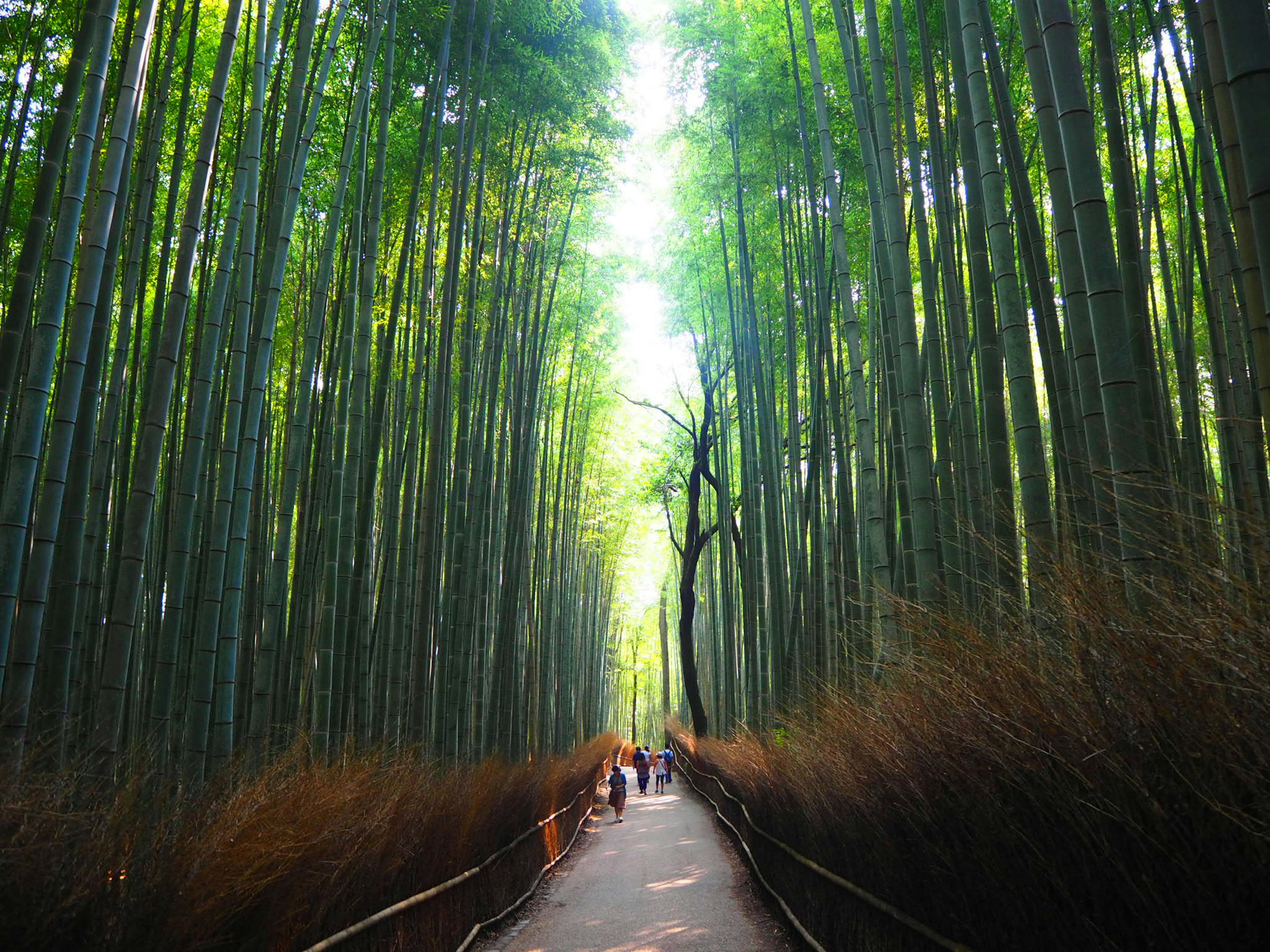 People walking on a path through a bamboo forest, vibrant green bamboo, natural beauty