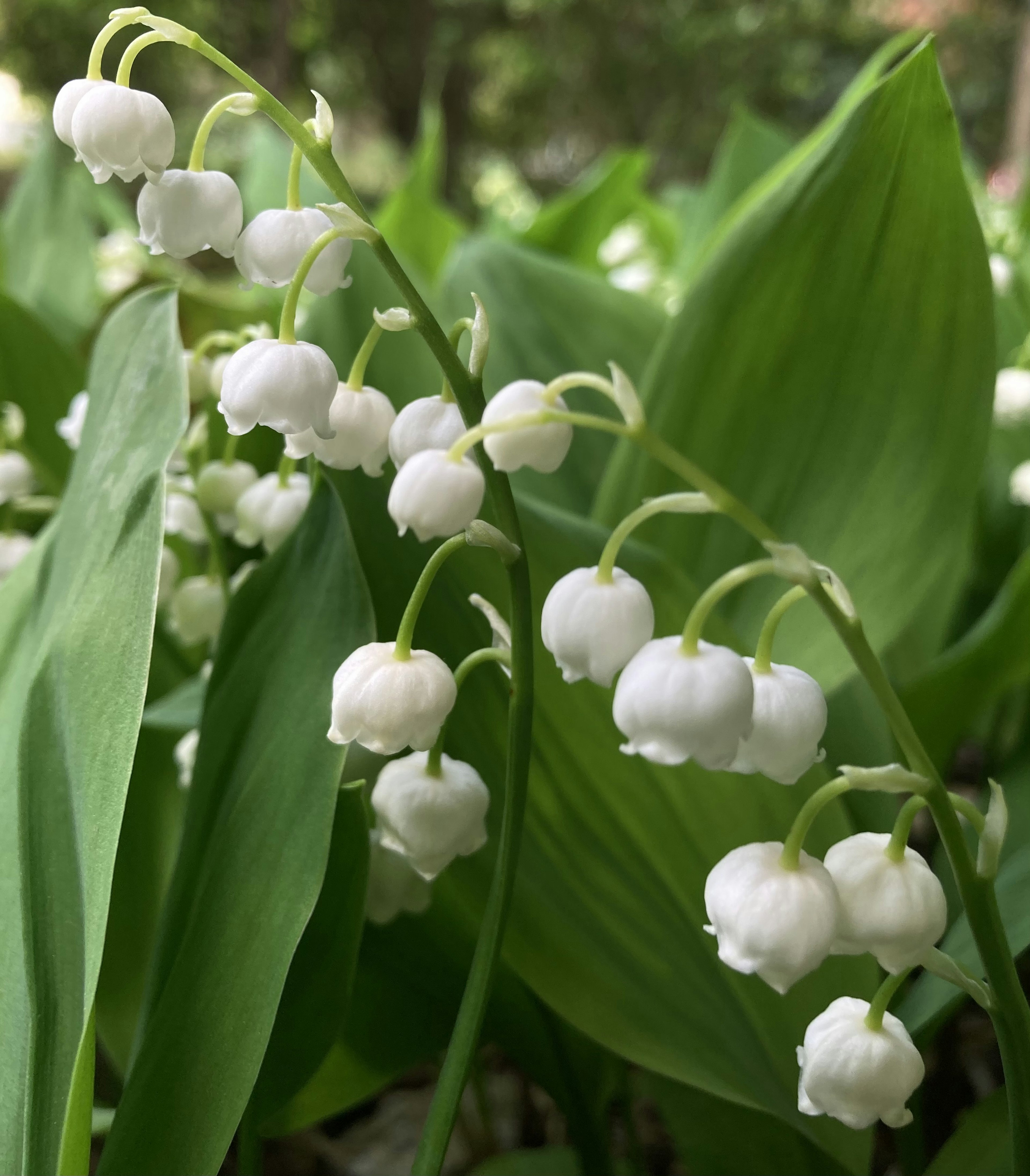 Fiori bianchi di mughetto che fioriscono tra le foglie verdi