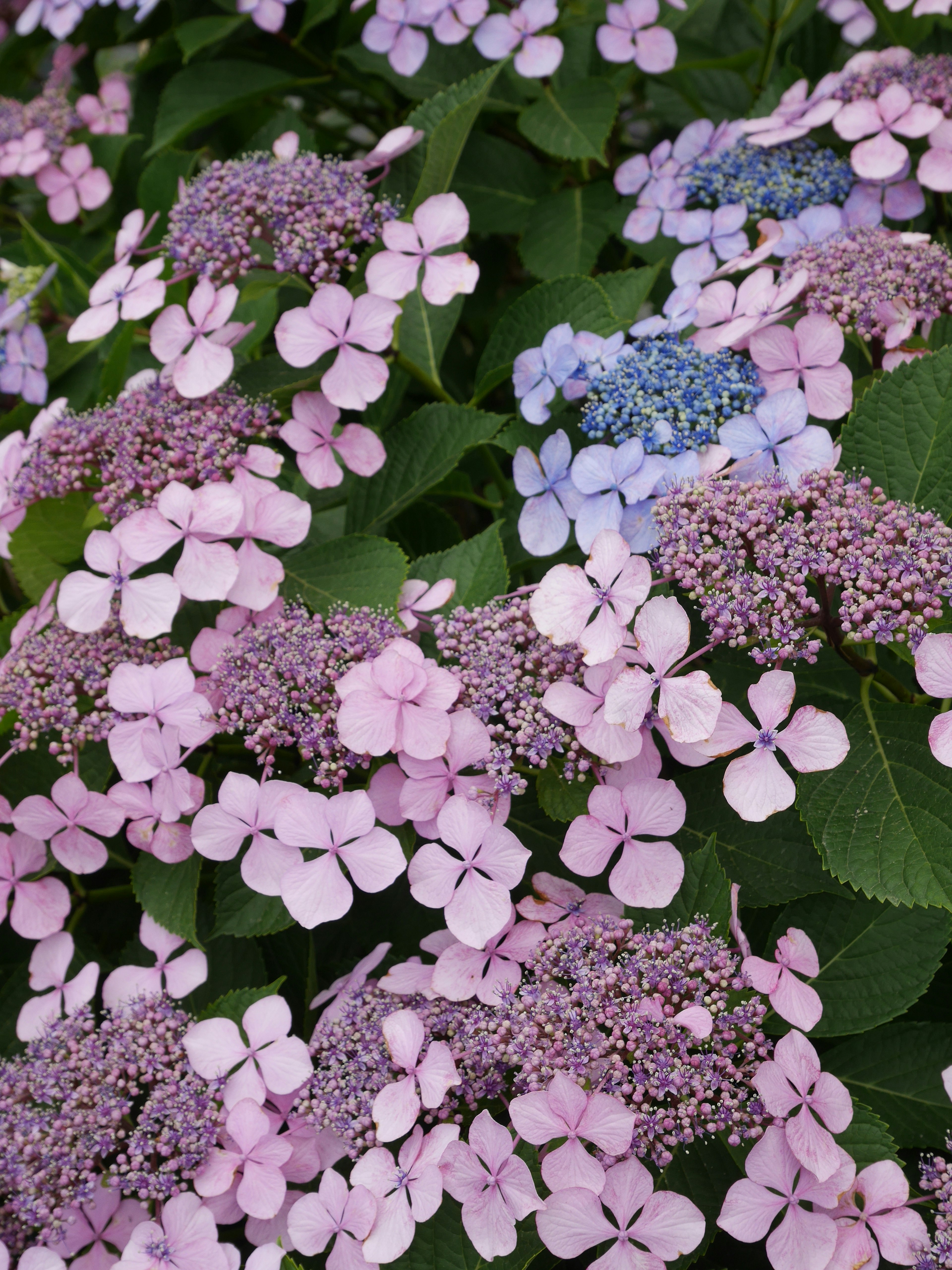 Cluster aus rosa und blauen Hortensienblüten