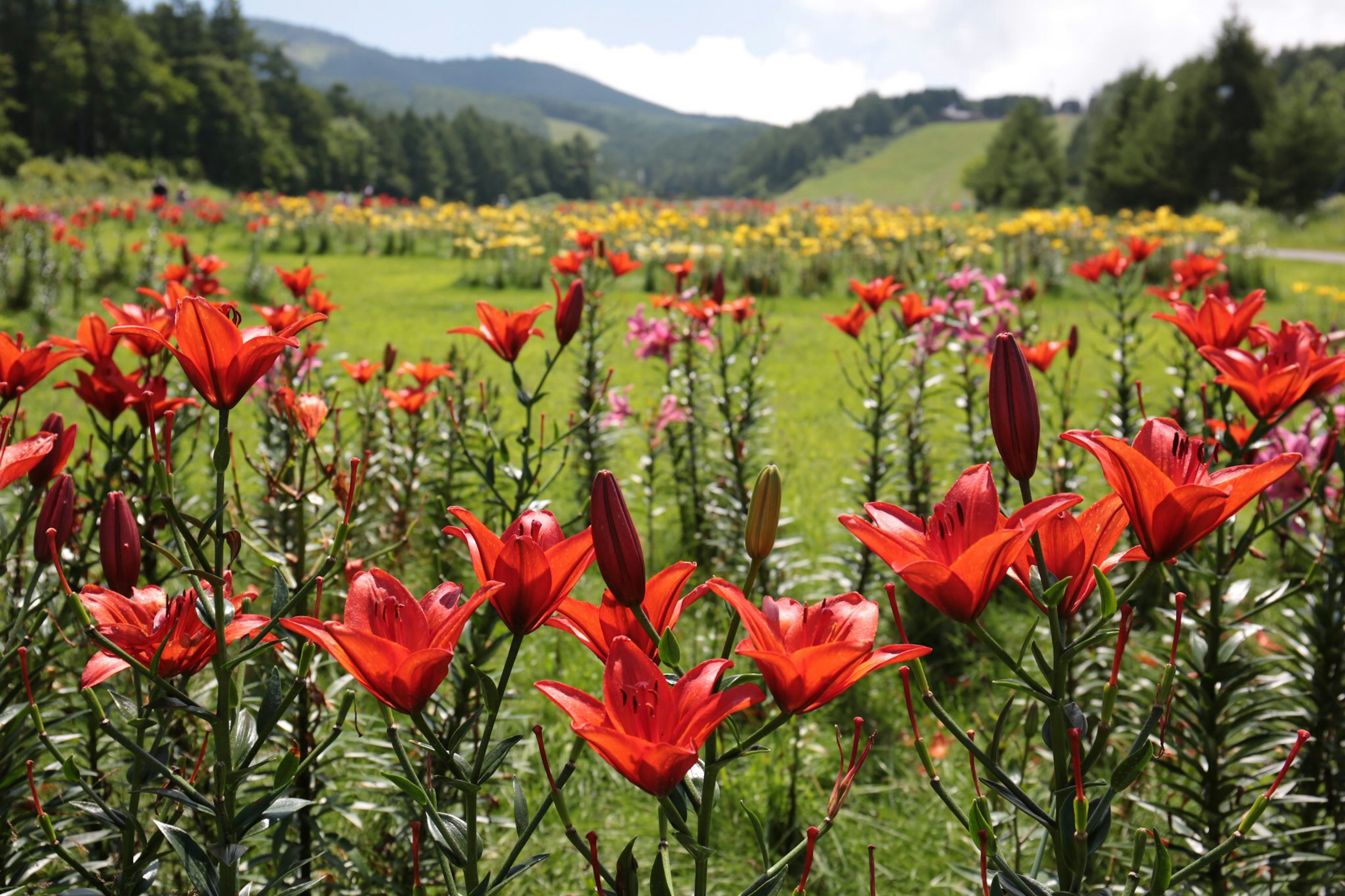 Des lys rouges vibrants fleurissant dans une prairie verdoyante