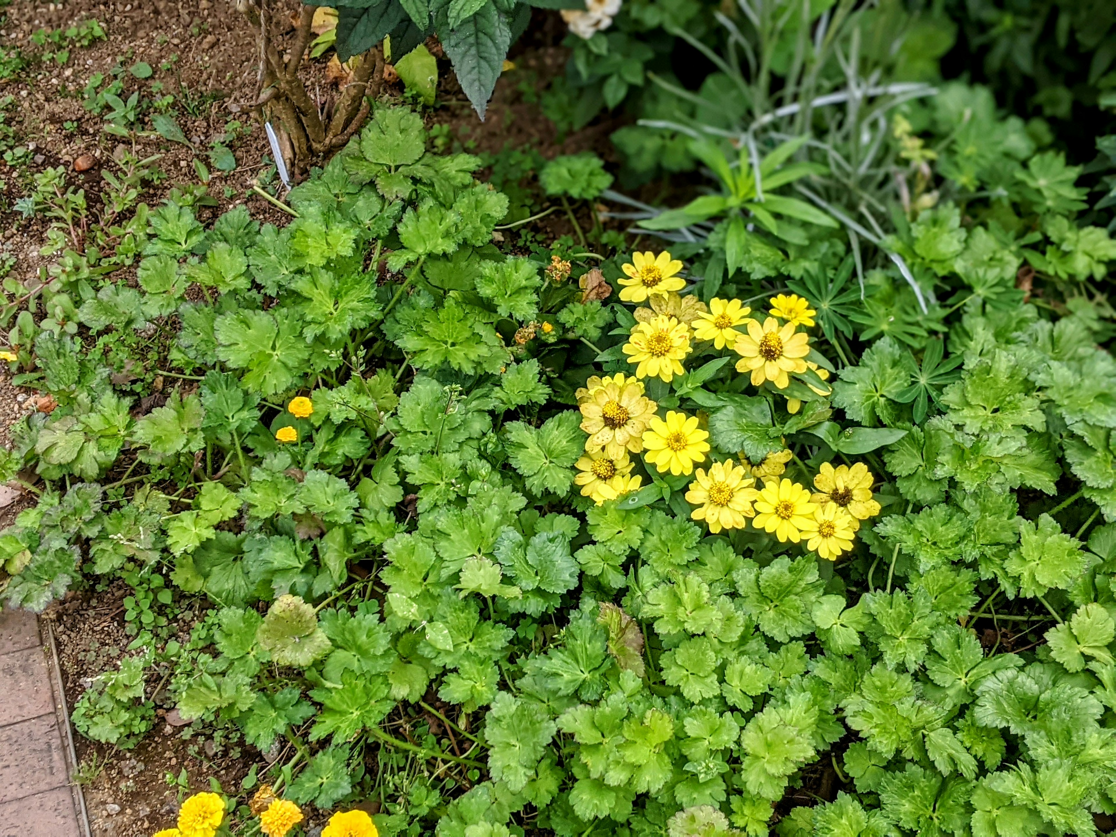 郁郁葱葱的花园中盛开的黄色花朵和绿色植物