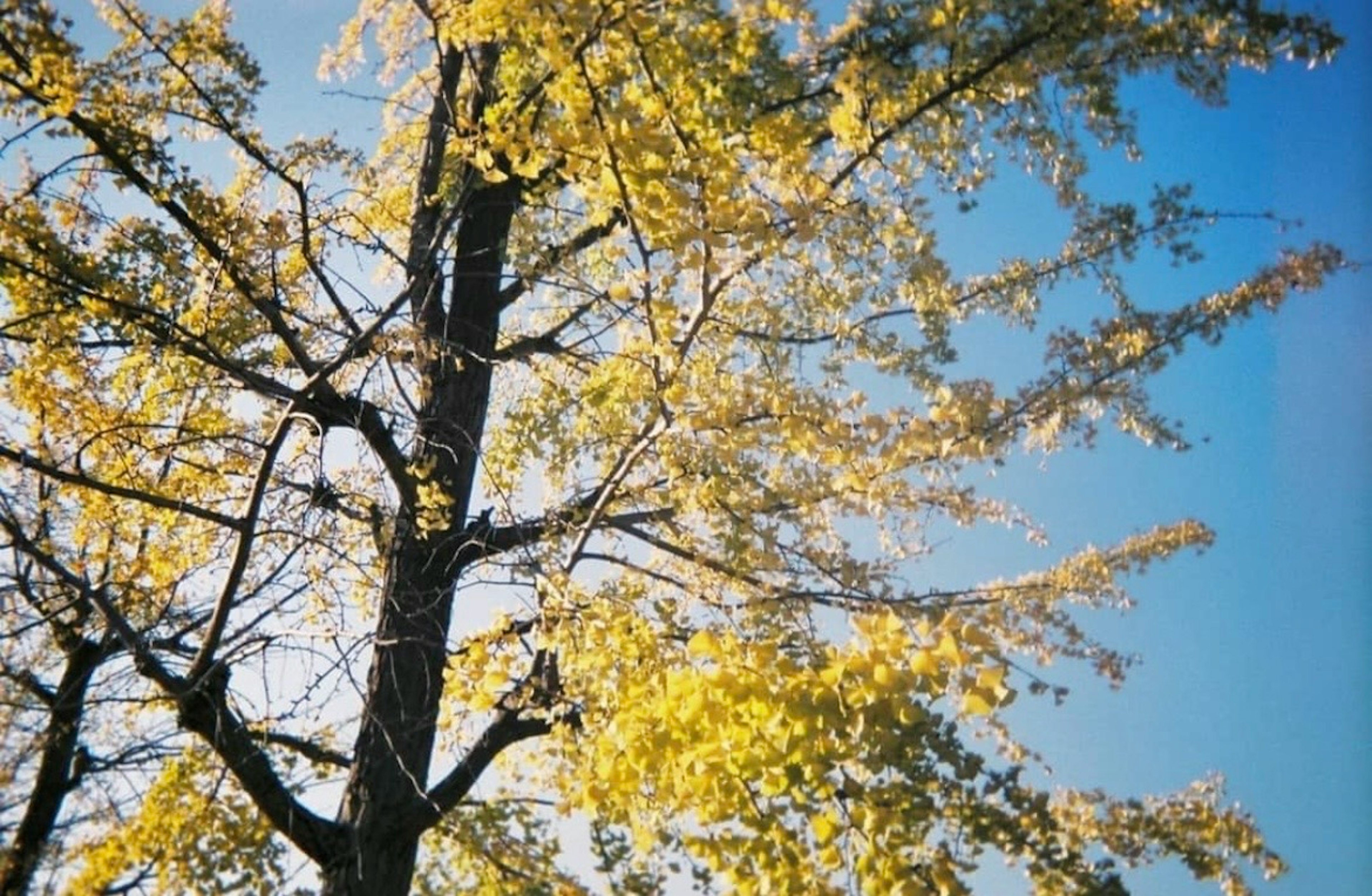 Gambar pohon dengan daun kuning bersinar di bawah langit biru