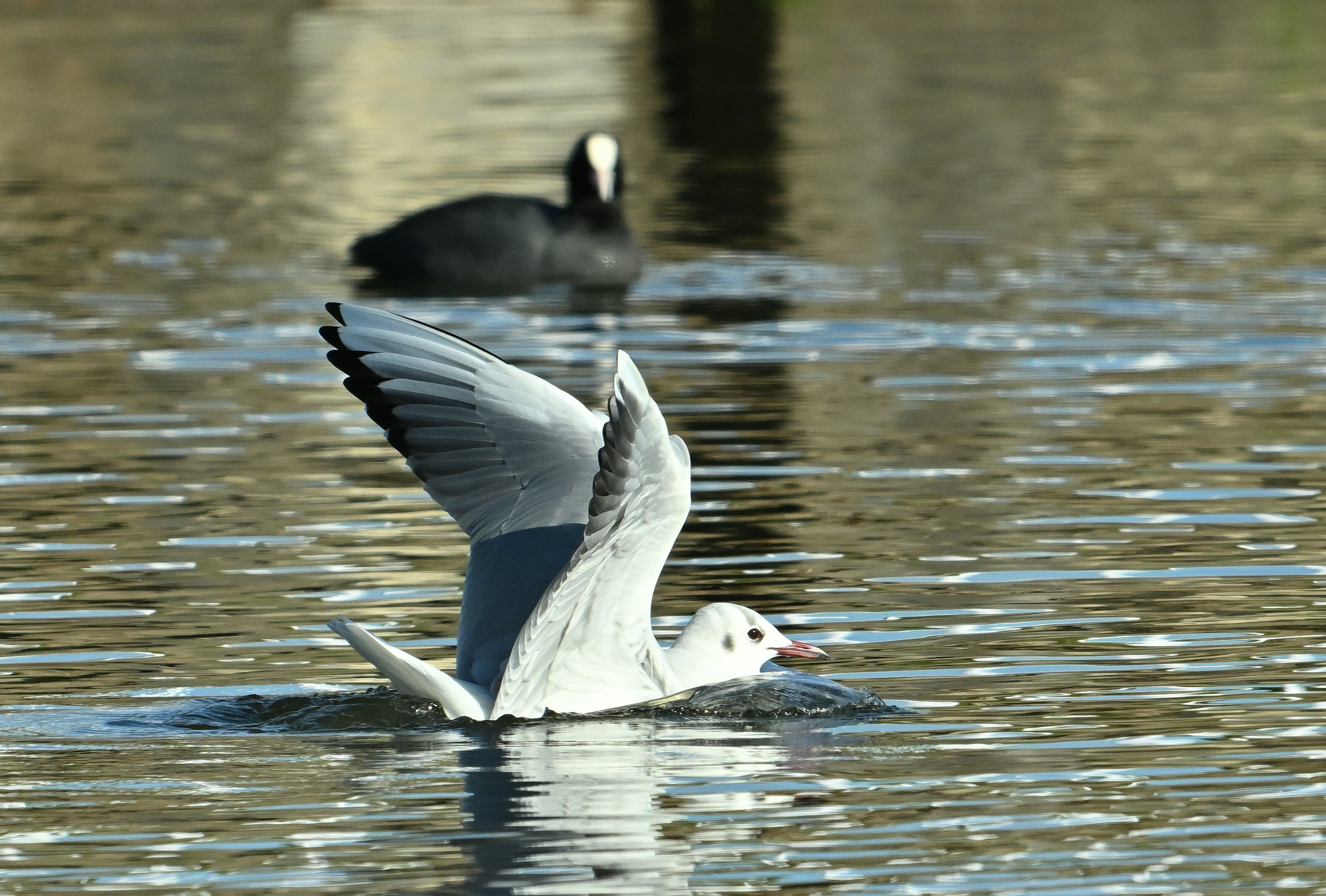 Una gaviota nadando en el agua con un focha al fondo