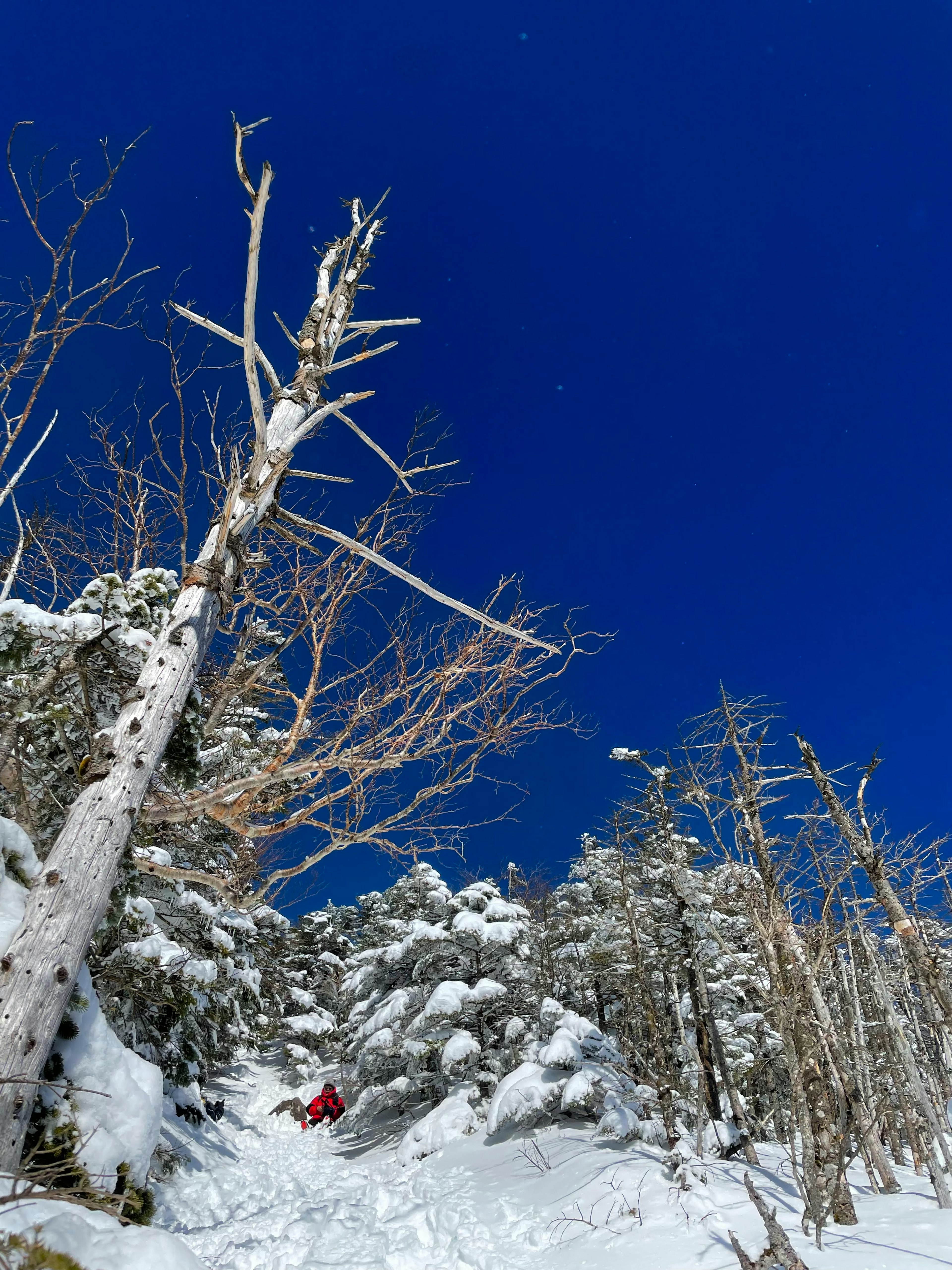 Paisaje invernal con árboles cubiertos de nieve y un tronco de árbol muerto bajo un cielo azul