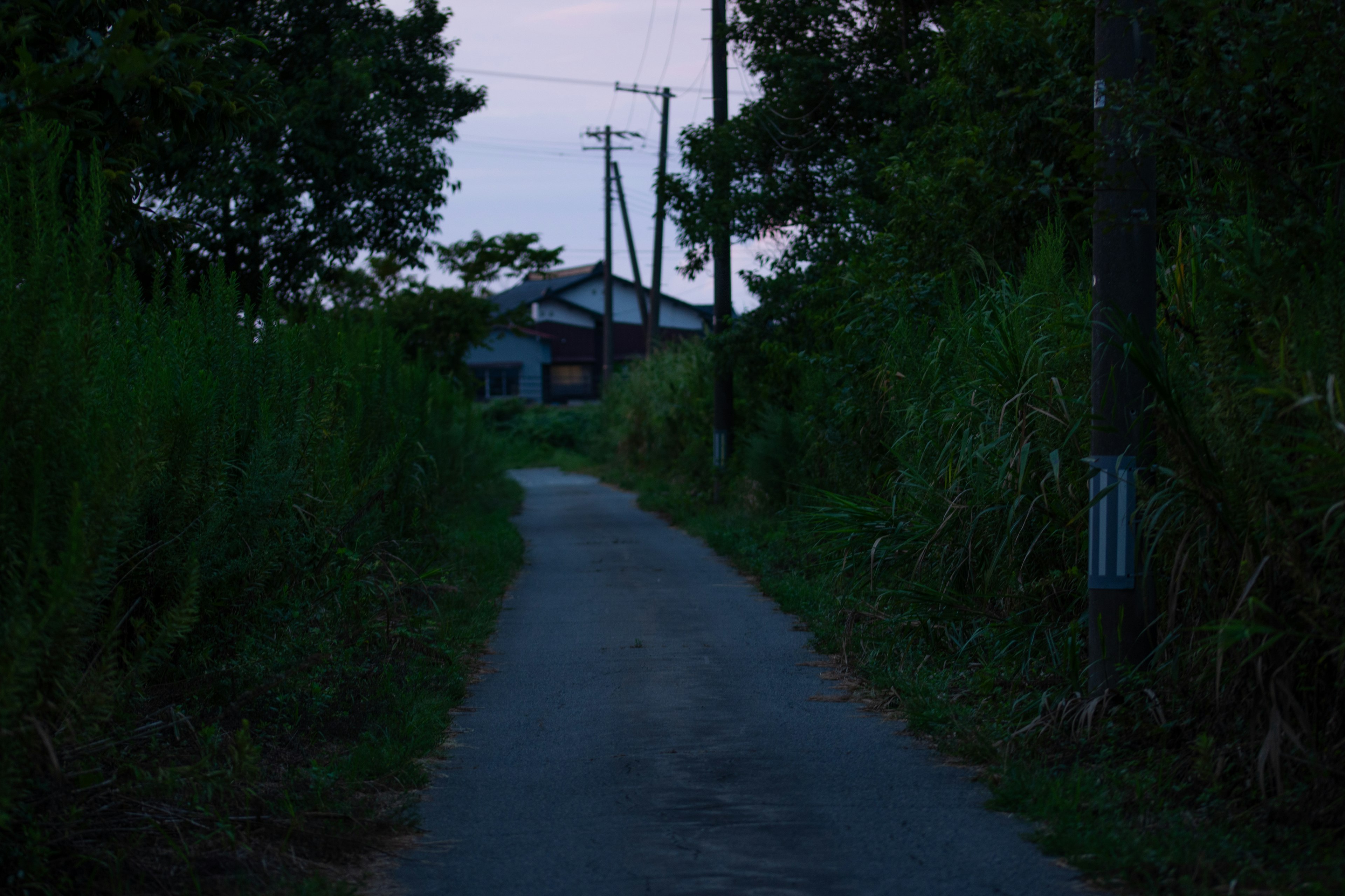 薄明かりの中にある狭い道と周囲の植物と遠くの家