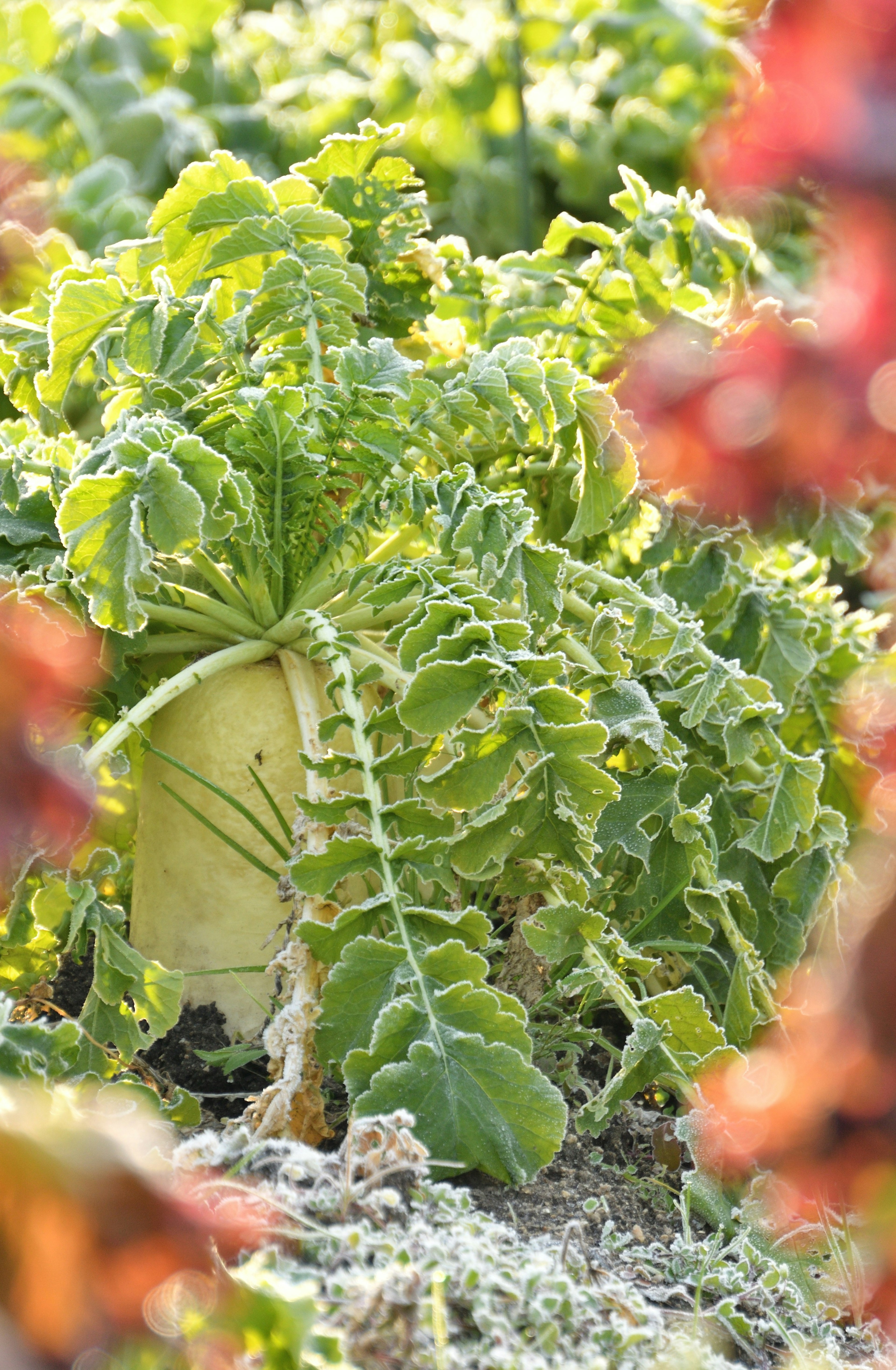 Planta de rábano daikon rodeada de hojas verdes