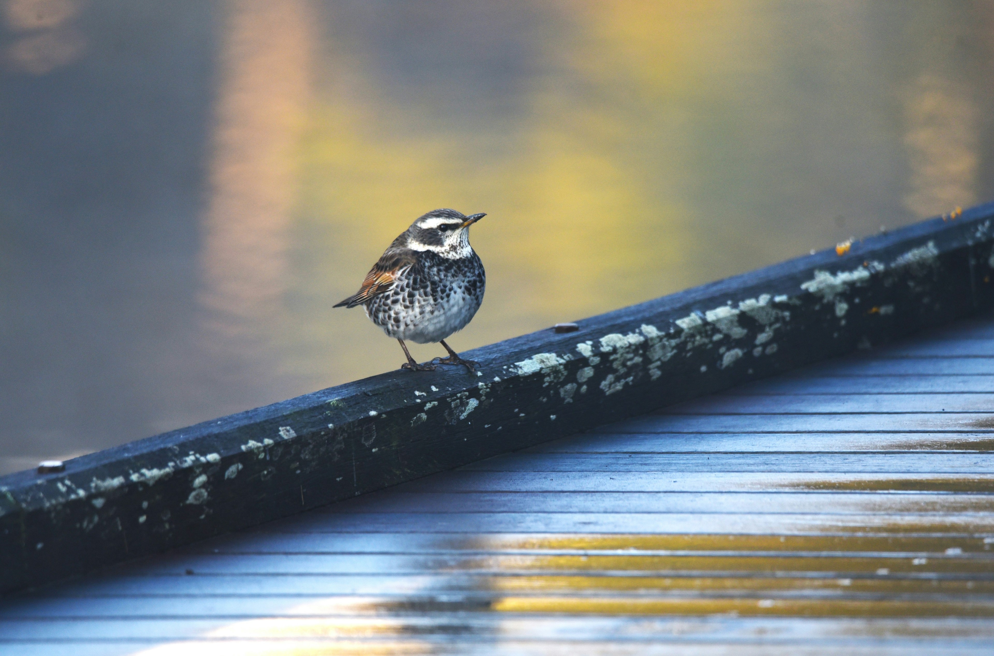 Ein kleiner Vogel sitzt auf einem Holzstück am ruhigen Wasserspiegel