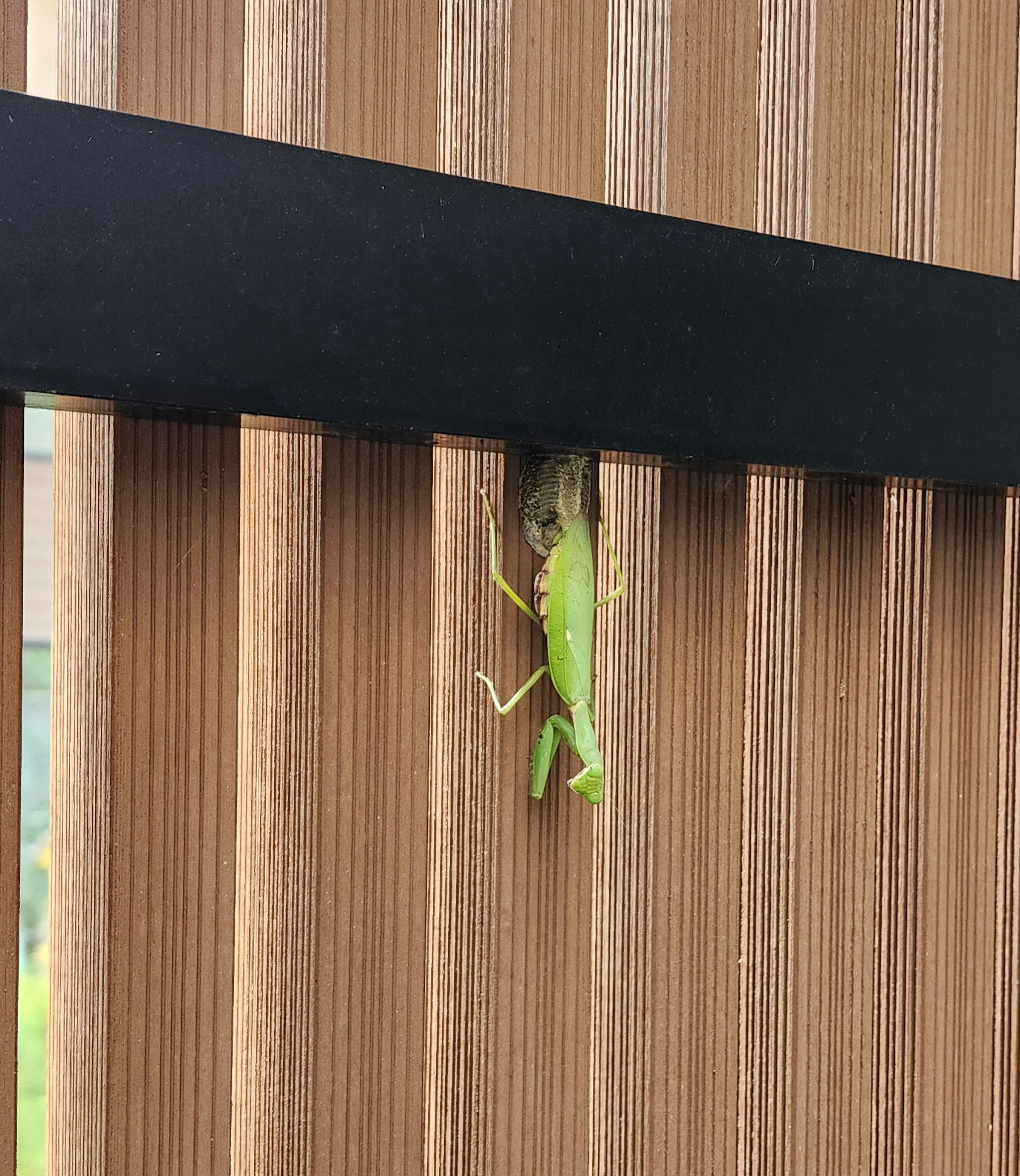 A green frog hiding between wooden slats