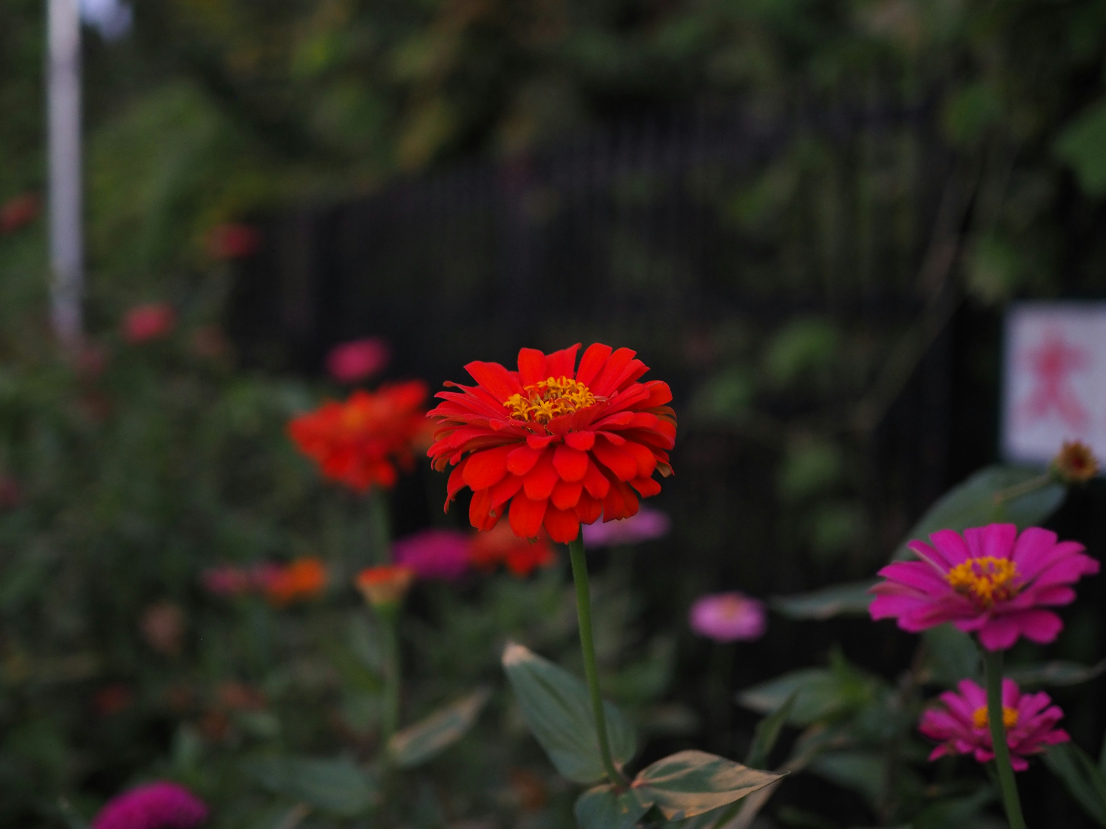 Bunga merah cerah dengan pusat kuning dikelilingi bunga pink di taman