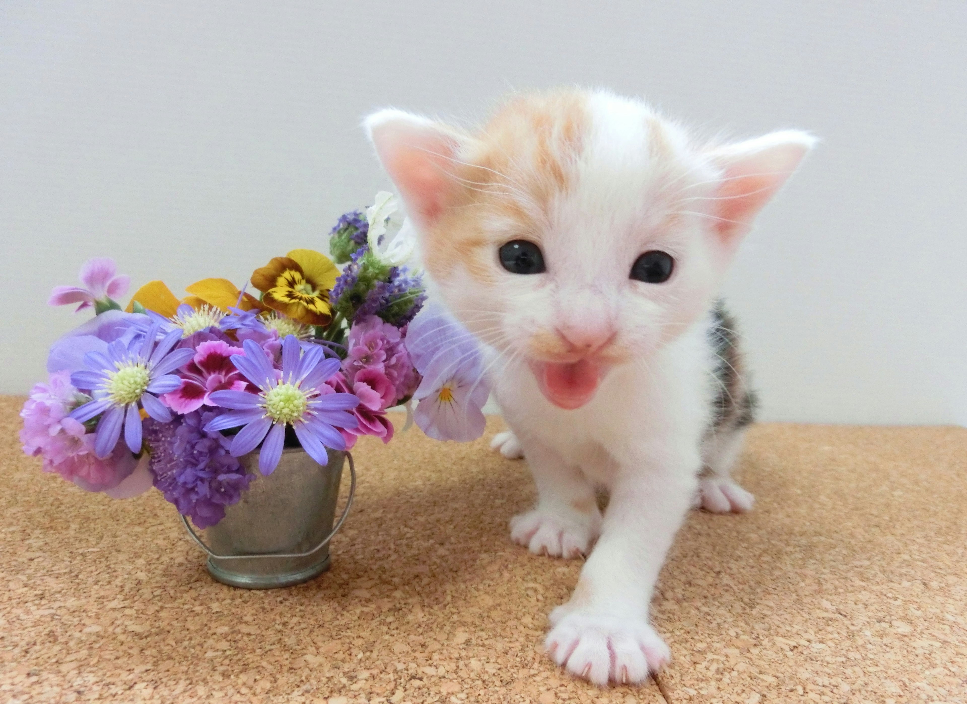 Un pequeño gatito calico de pie frente a flores