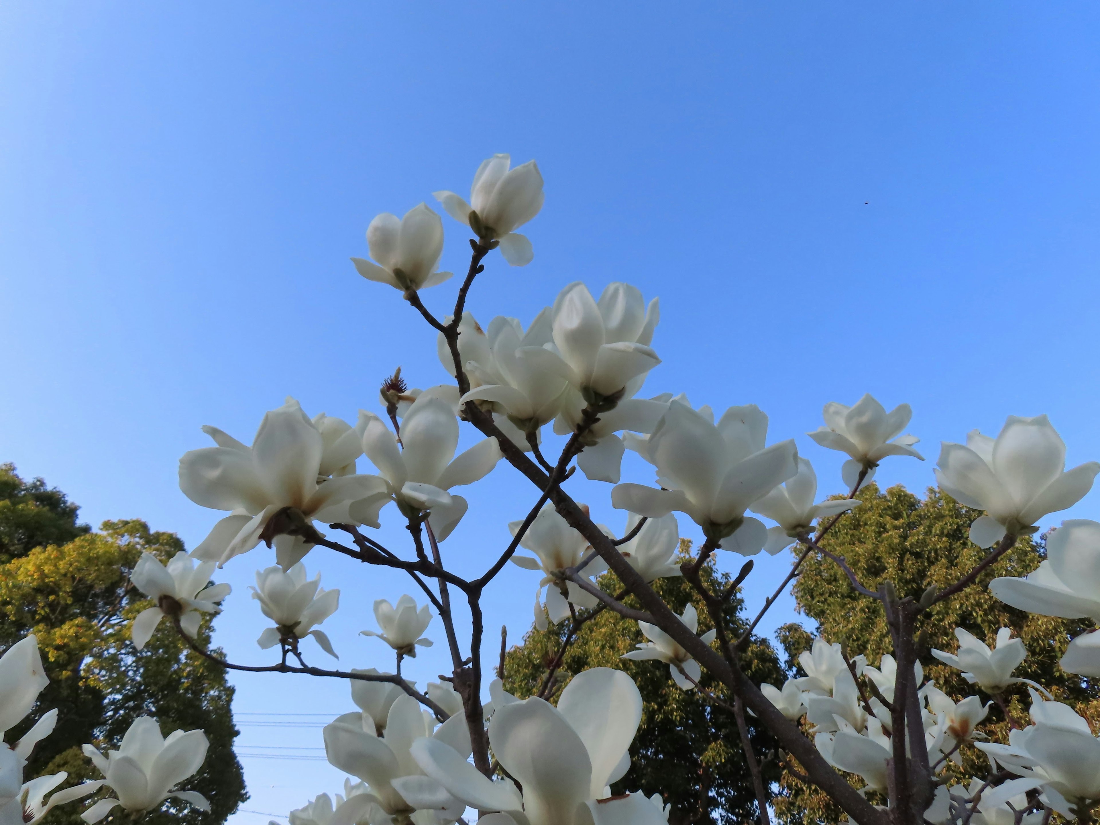 Äste eines weiß blühenden Baumes unter einem blauen Himmel