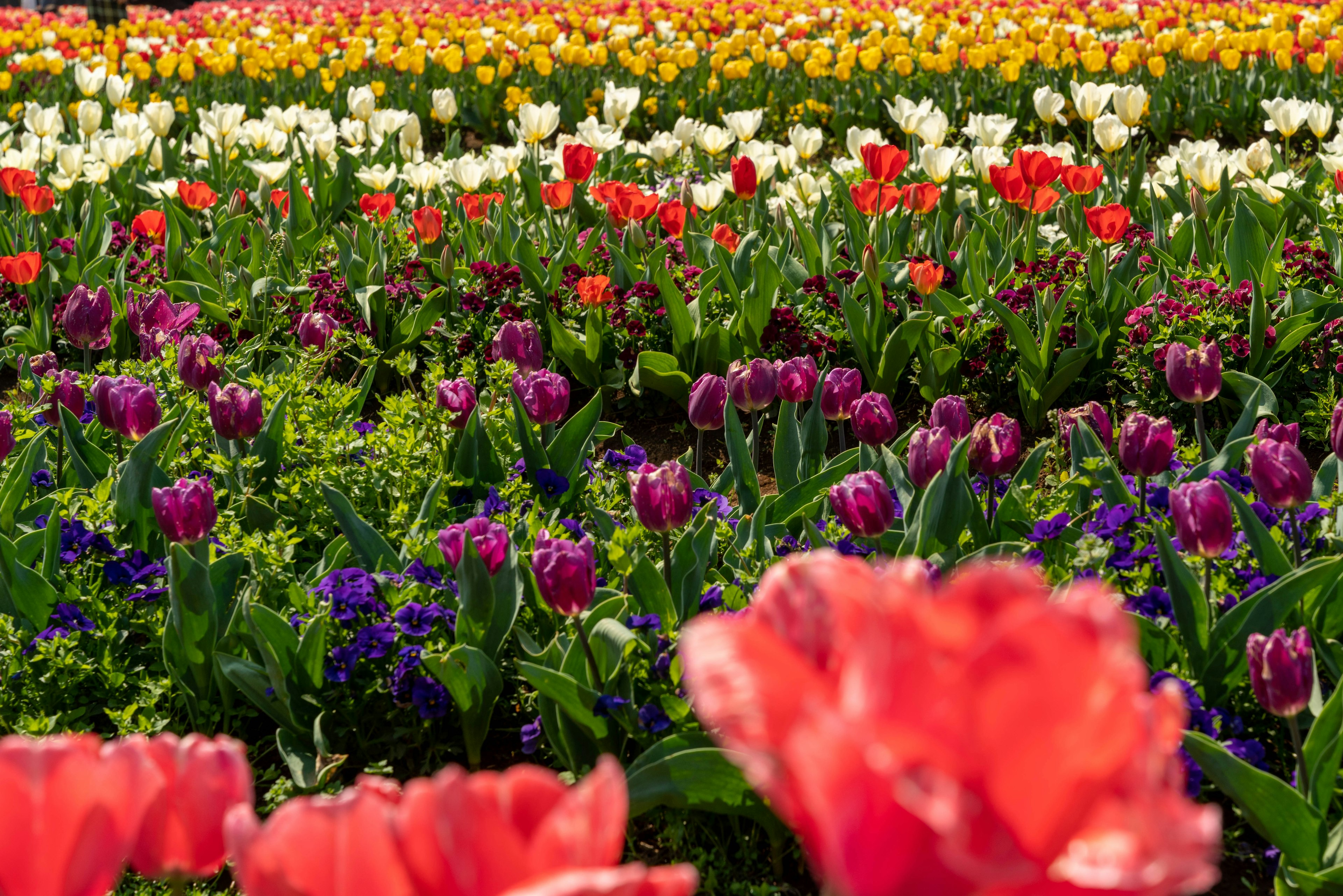 Lapangan bunga yang cerah dipenuhi dengan tulip berwarna-warni