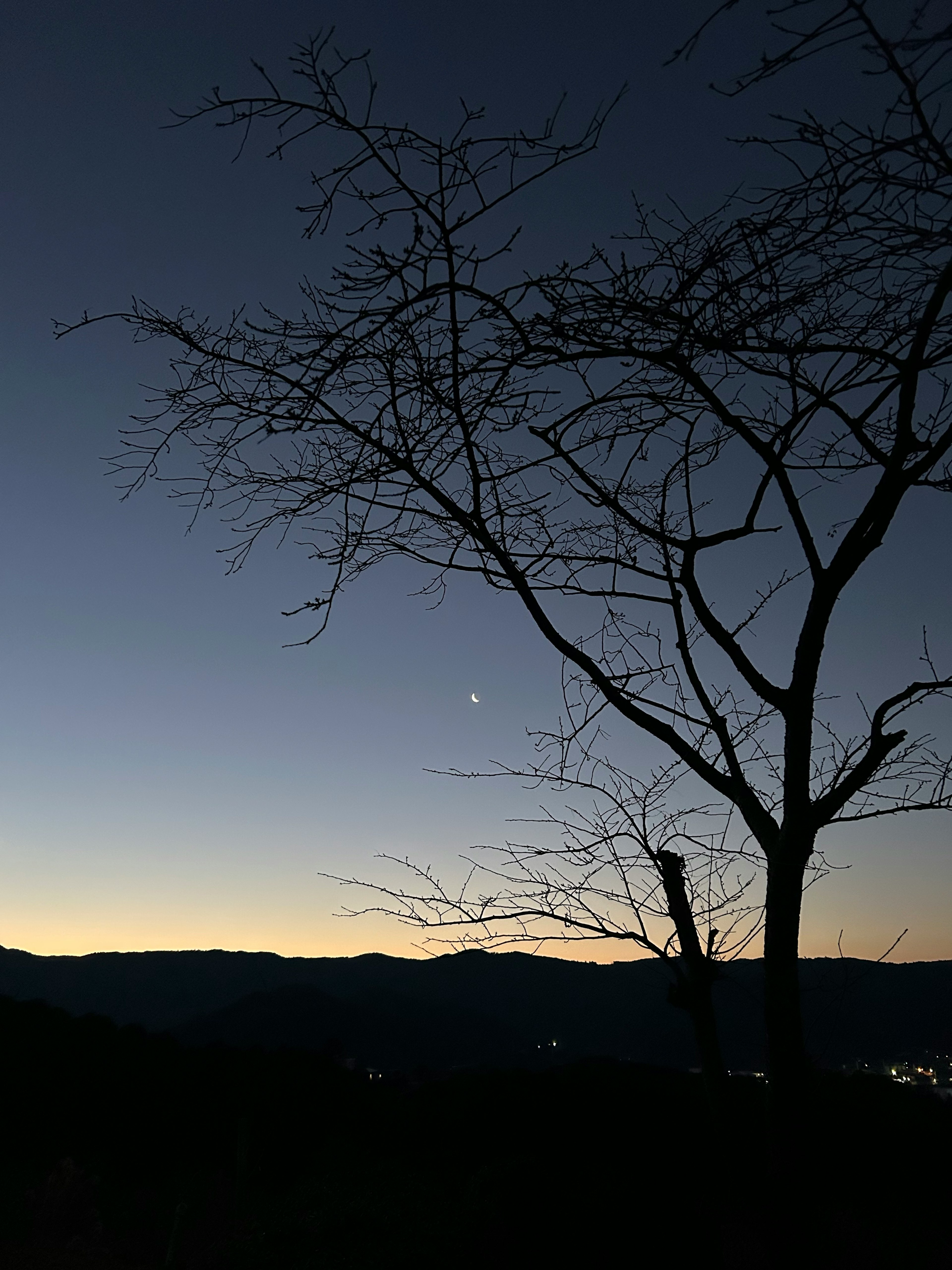 夕暮れの空に浮かぶ星とシルエットの木