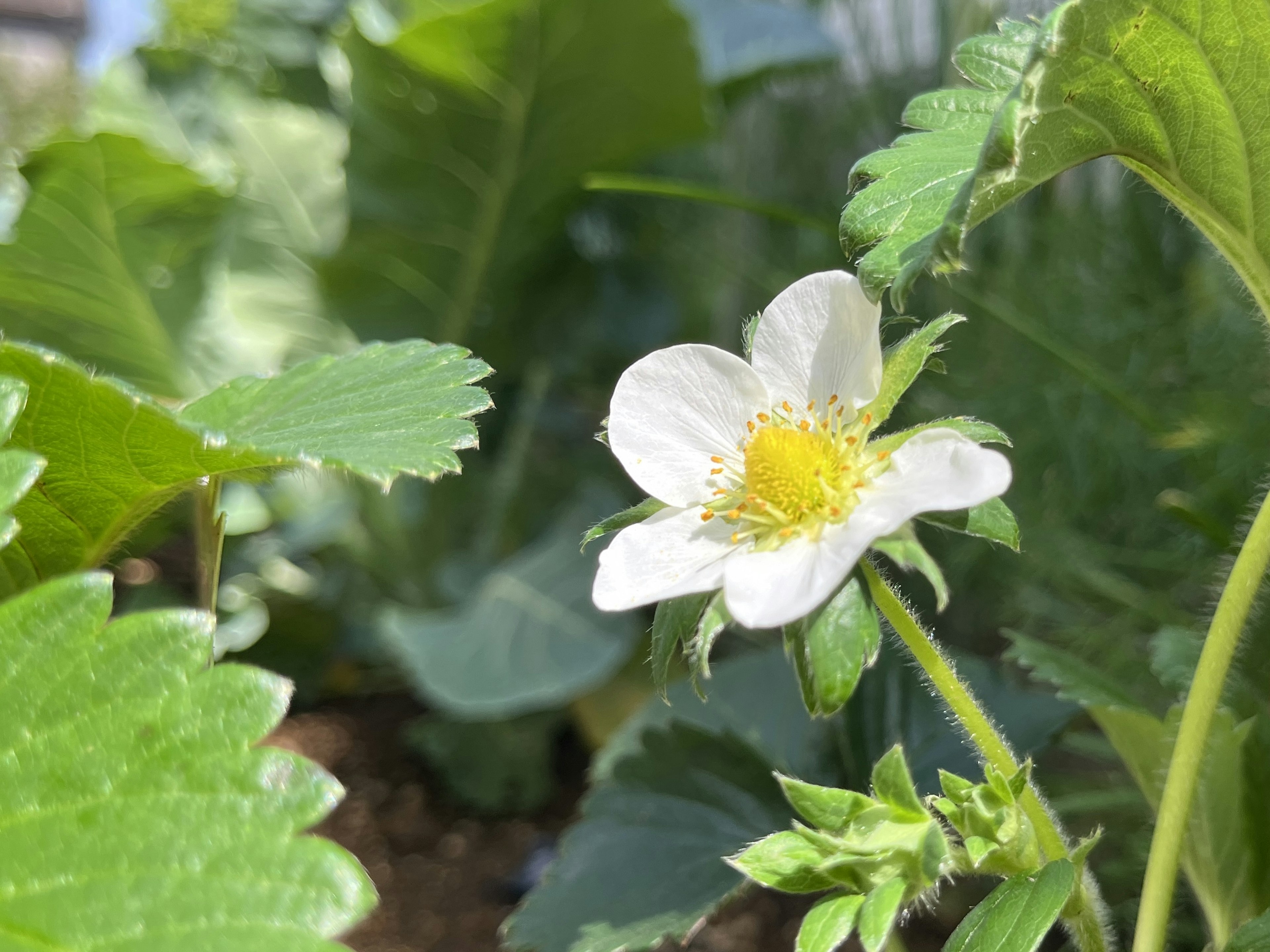 白いイチゴの花が緑の葉に囲まれて咲いている