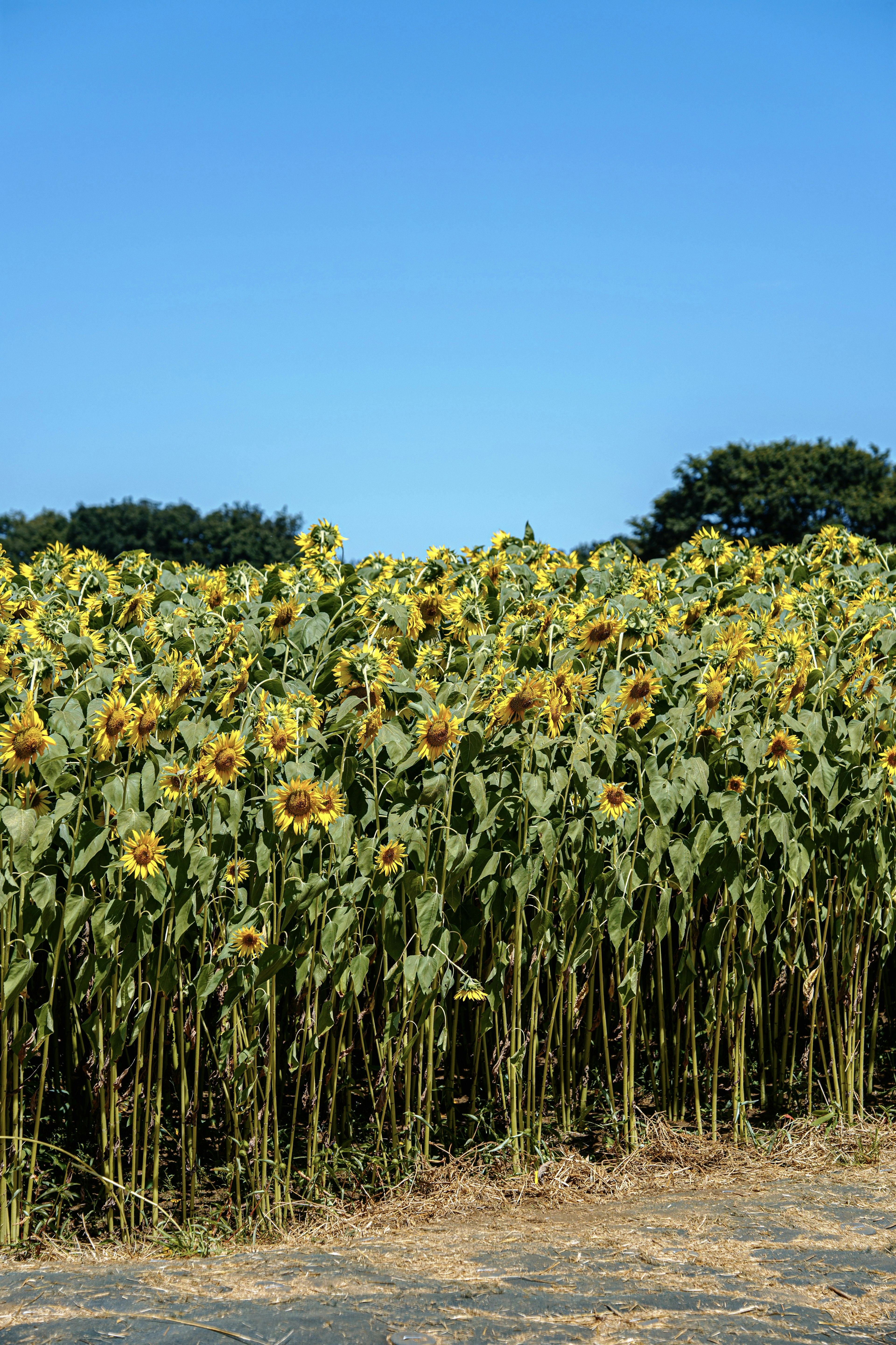 Champ de tournesols sous un ciel bleu clair