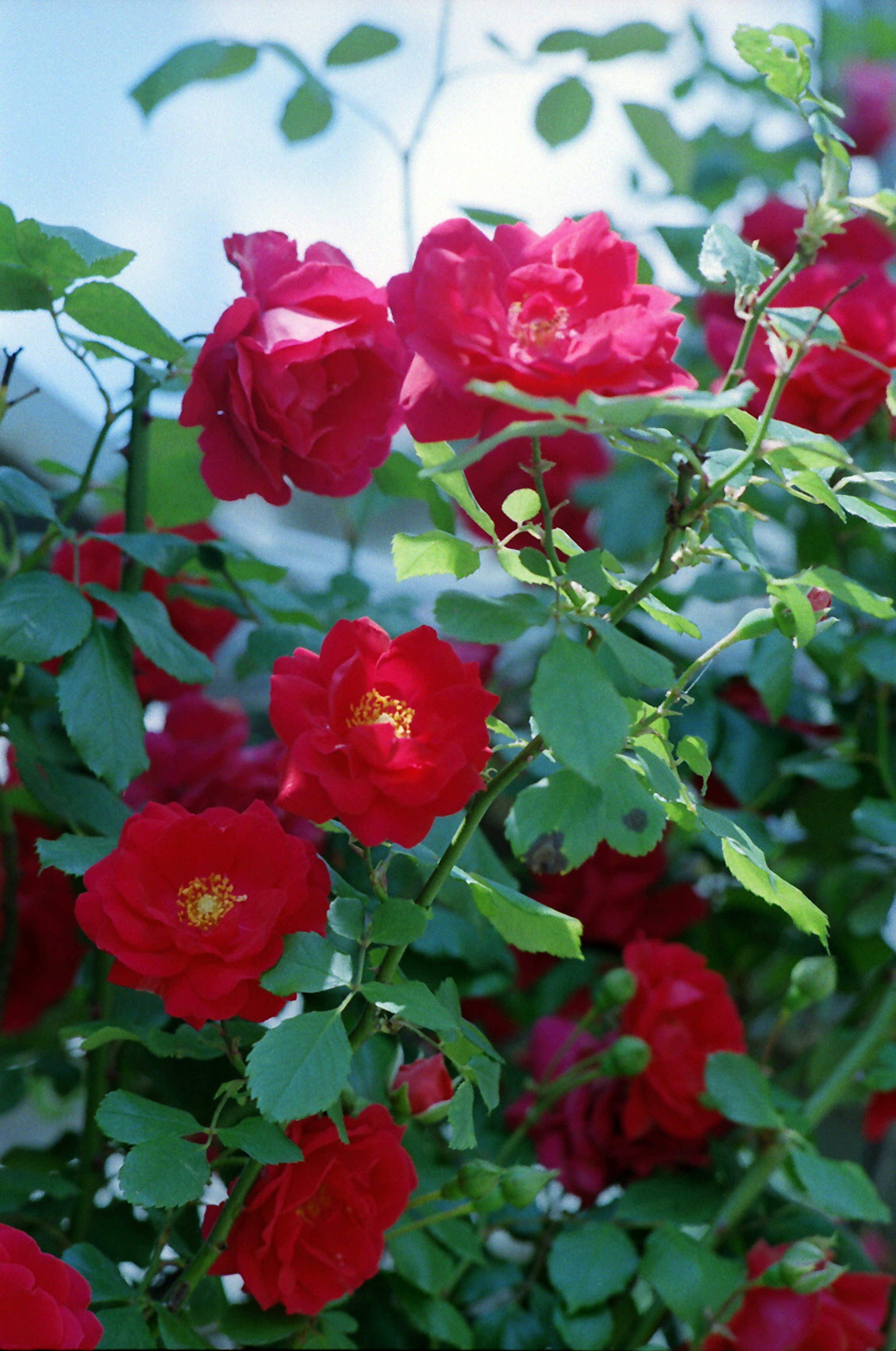 Äste mit leuchtend roten Rosen und grünen Blättern