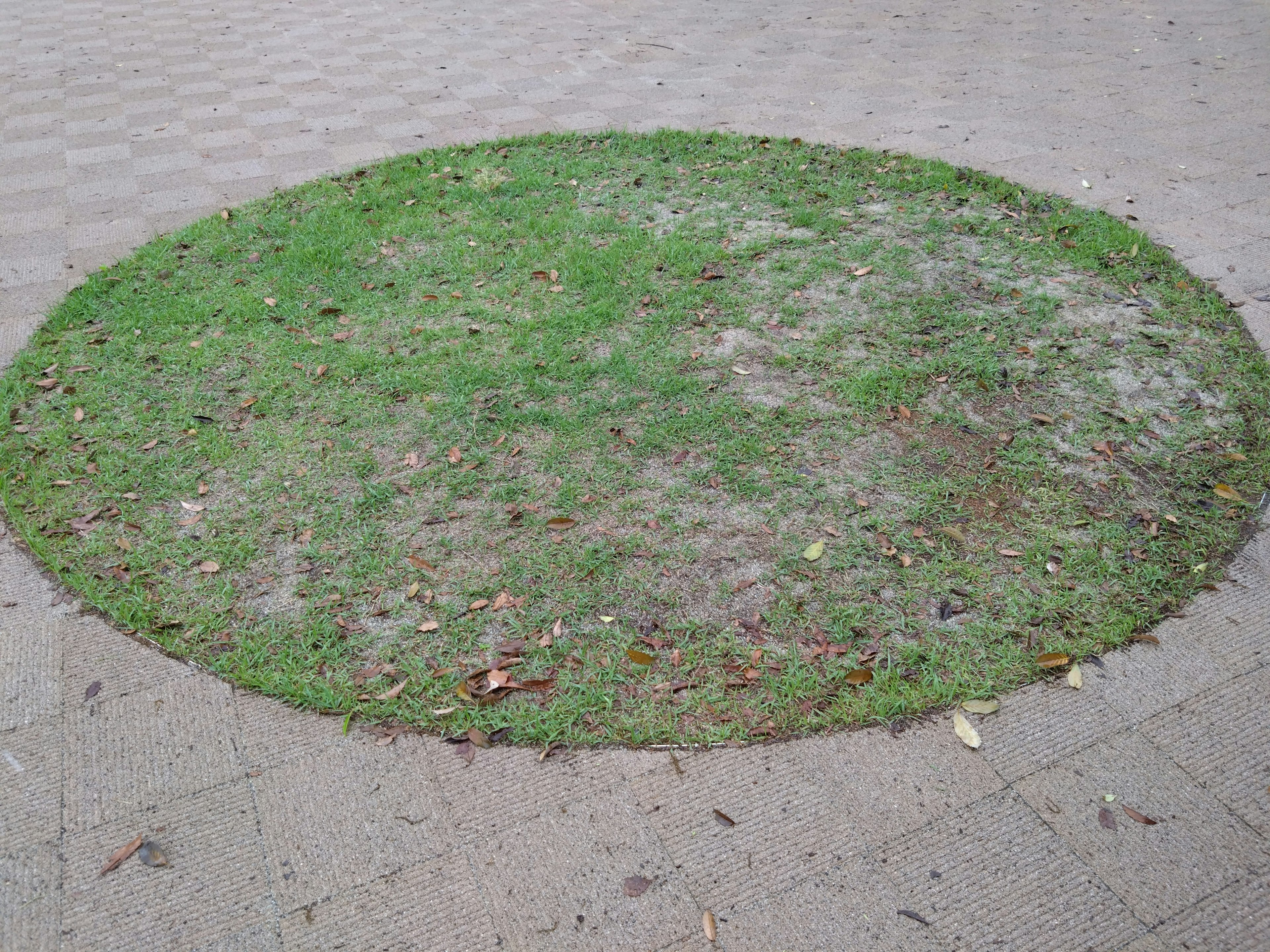 A circular patch of grass with bare soil in a park setting