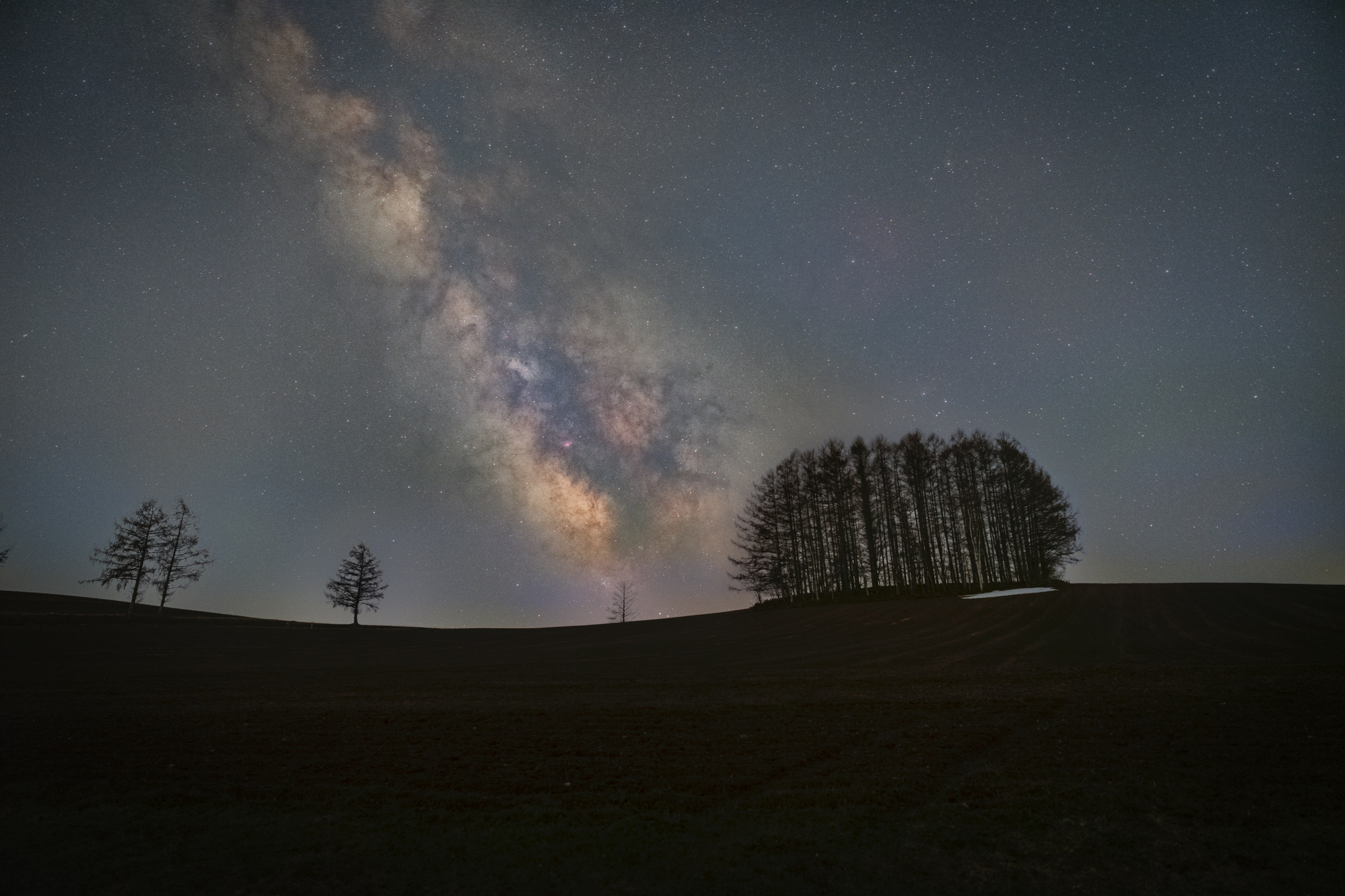 Silhouetted trees against a starry sky