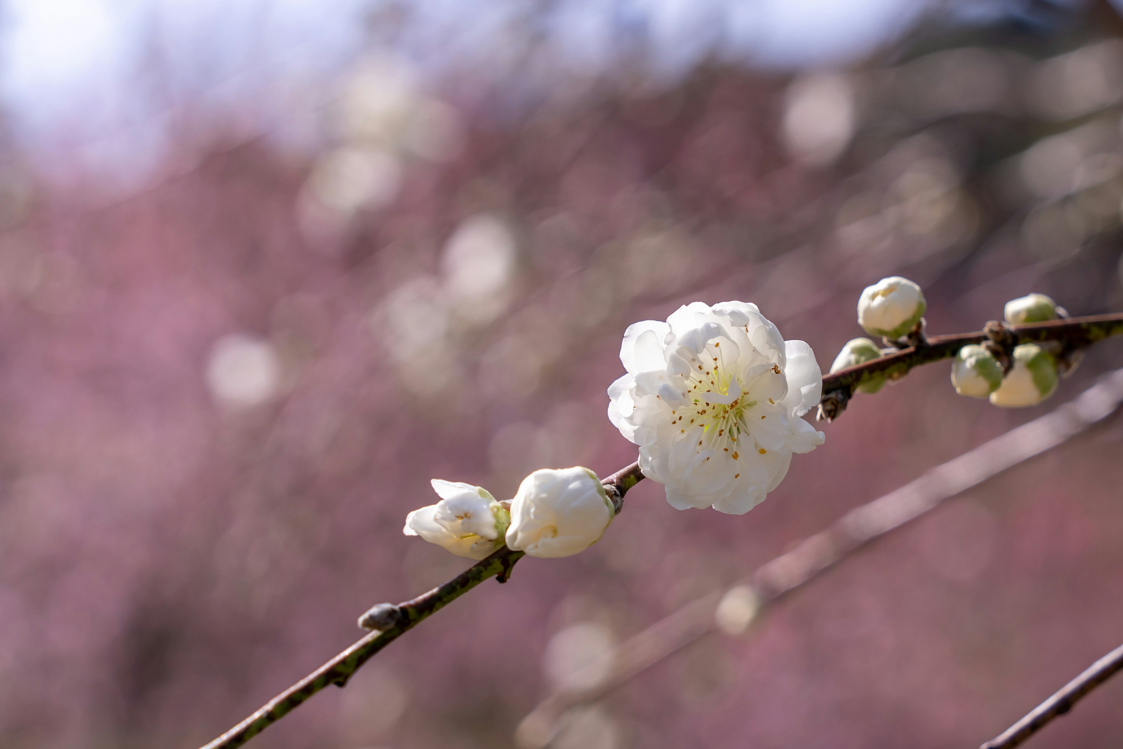 白い梅の花とつぼみが咲いている枝