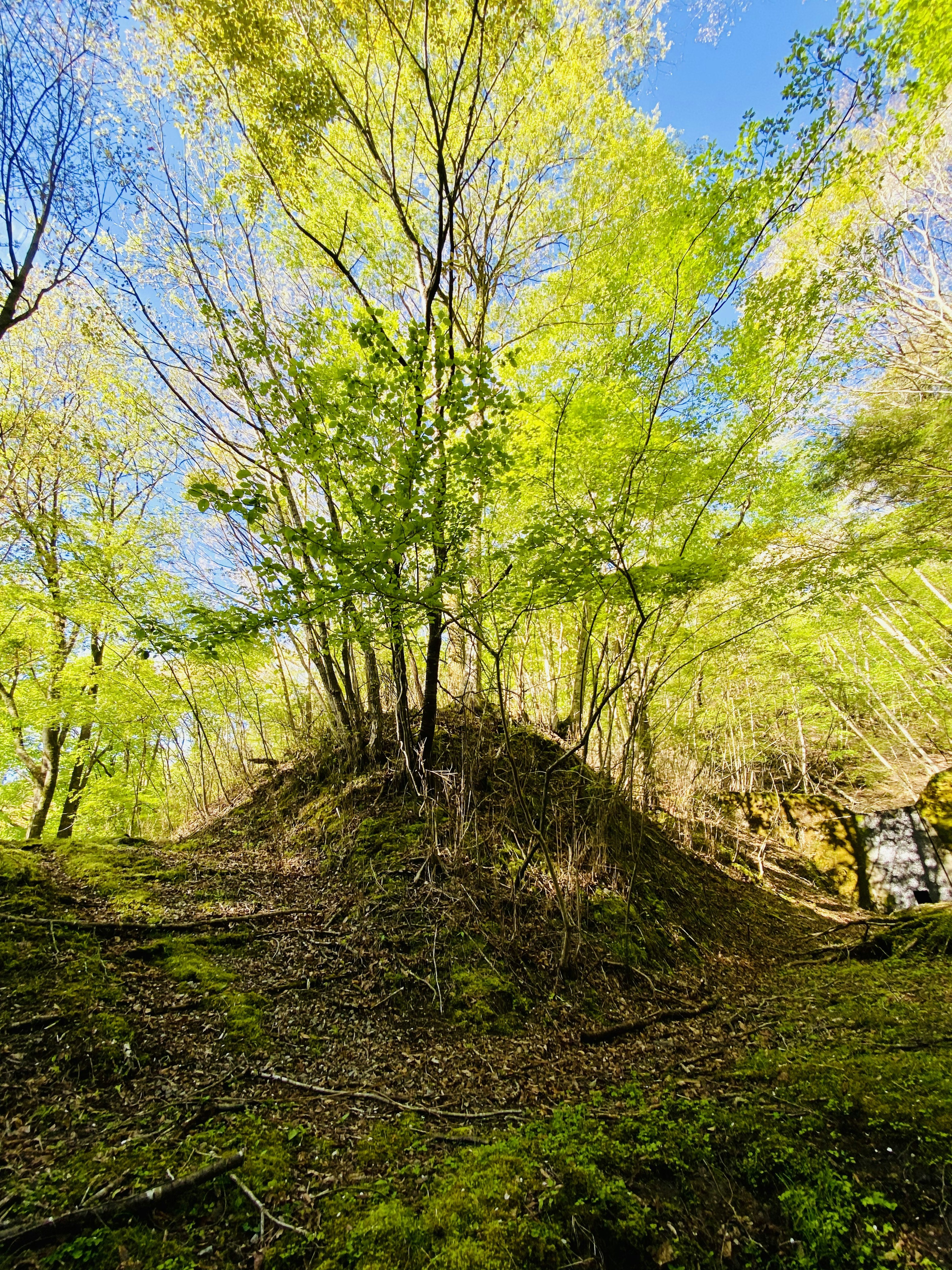 Paesaggio con una piccola collina e alberi verdi lussureggianti