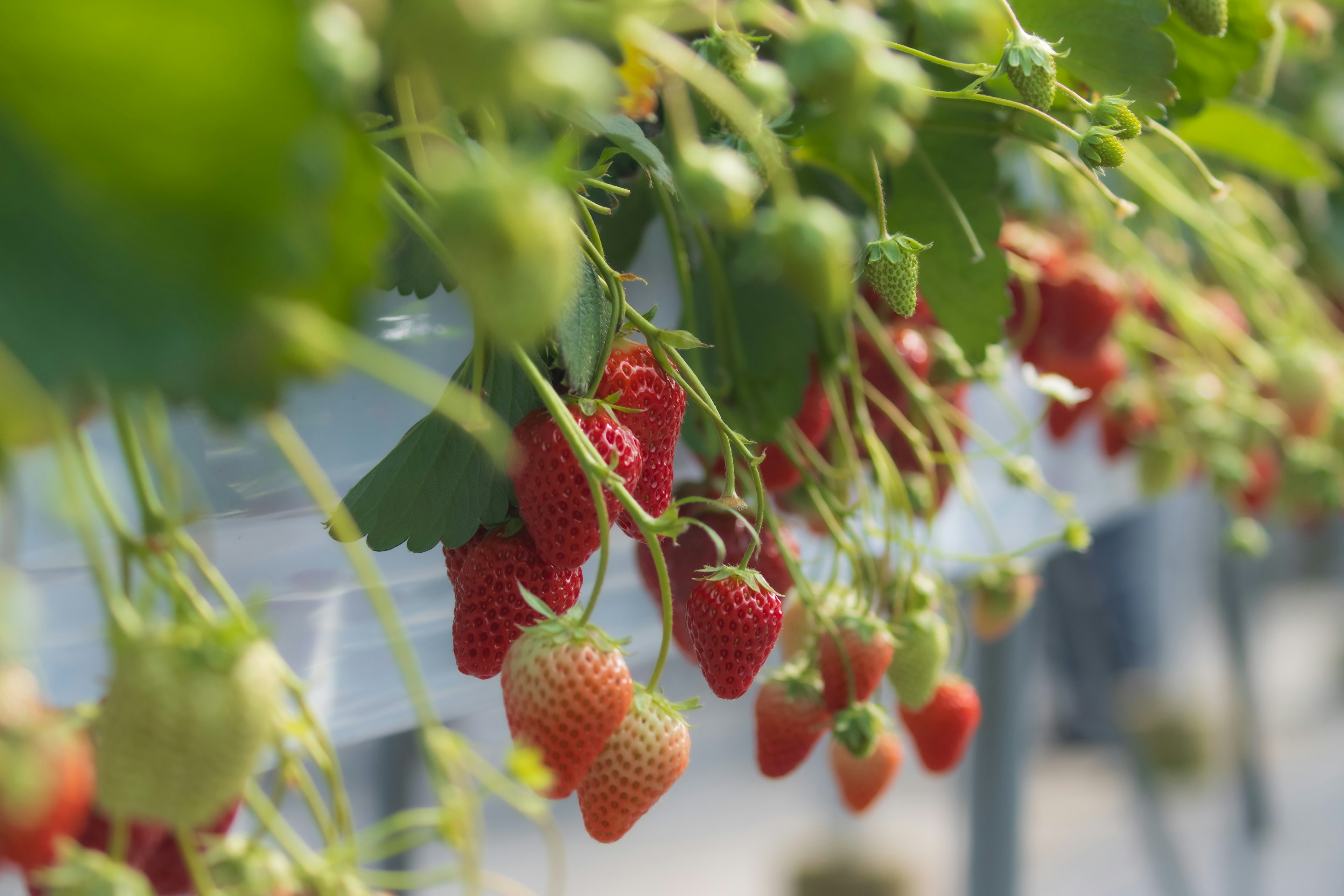 Close-up of ripe strawberries hanging from green leaves in a greenhouse