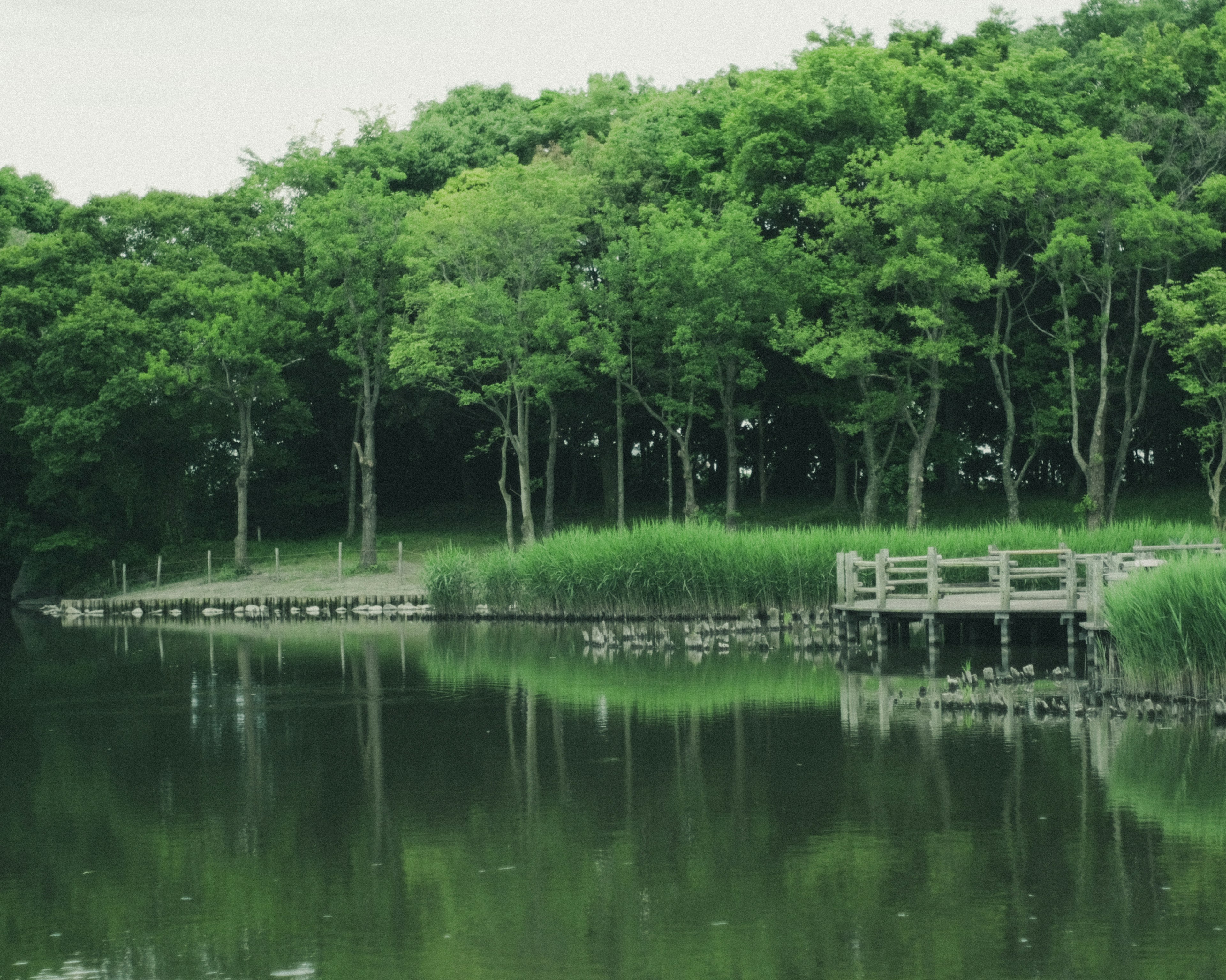 Lush green forest with a tranquil lake reflecting trees