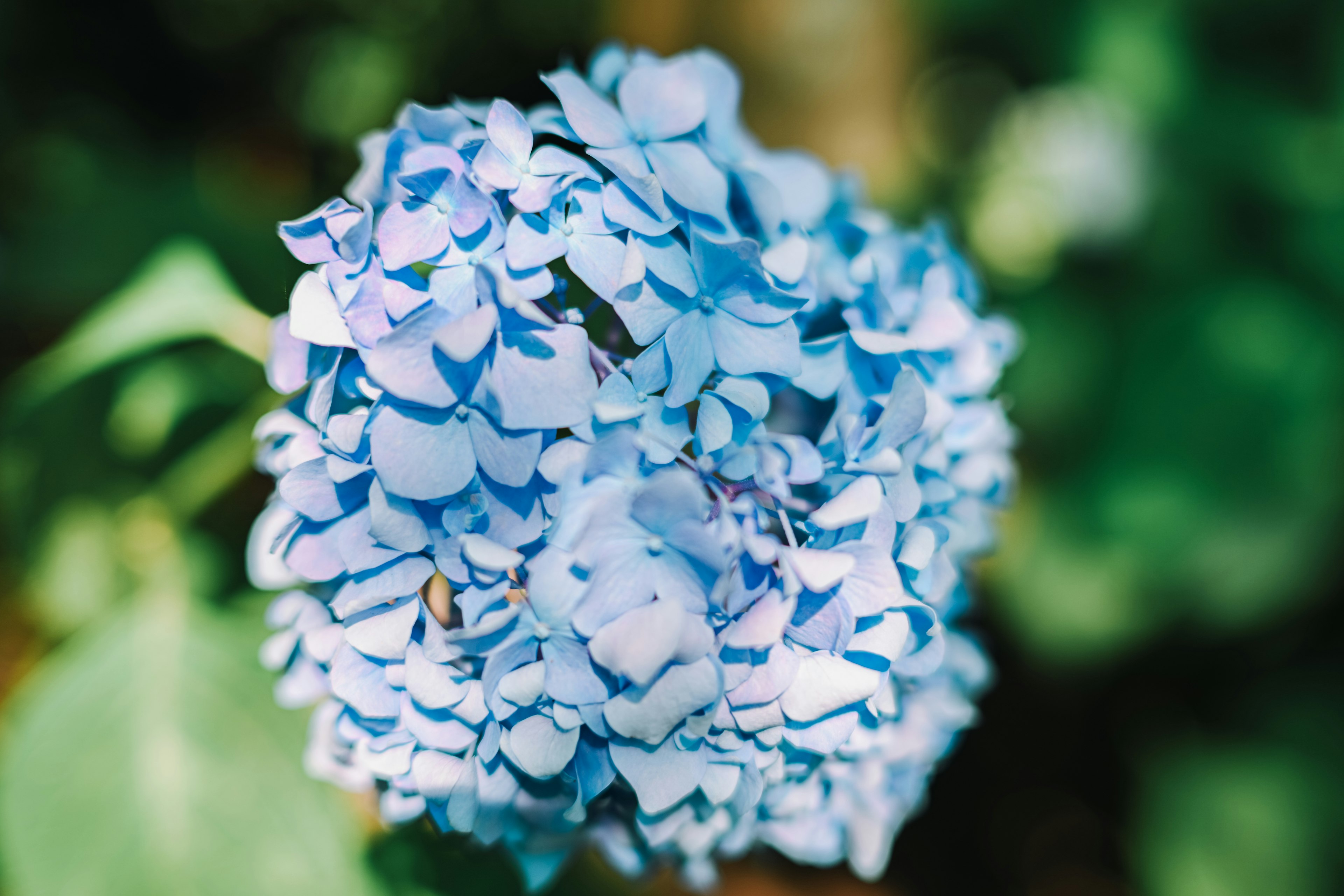 Eine lebendige blaue Hortensie blüht vor einem grünen Hintergrund