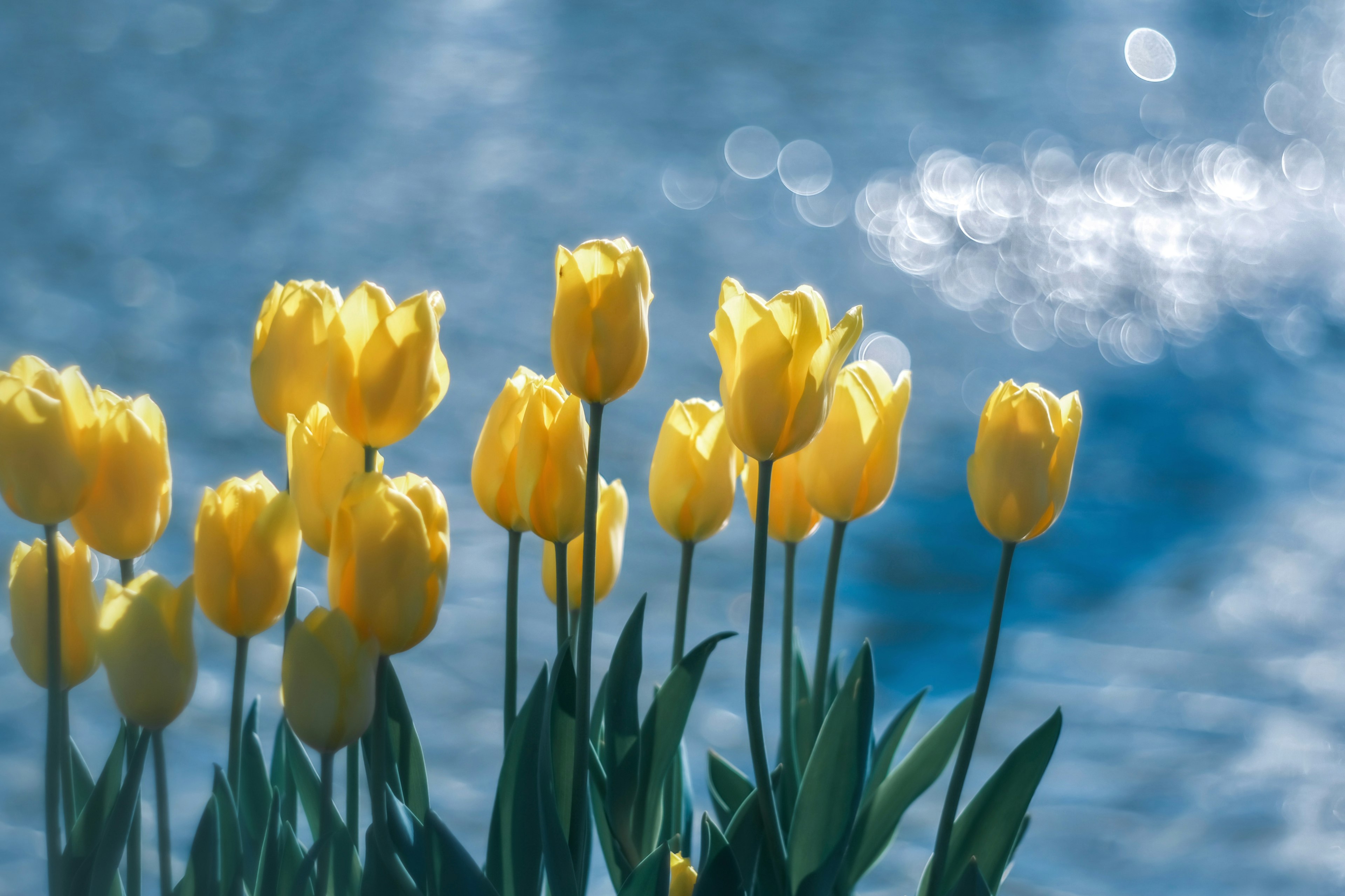 Cluster of yellow tulips in front of a blue water surface