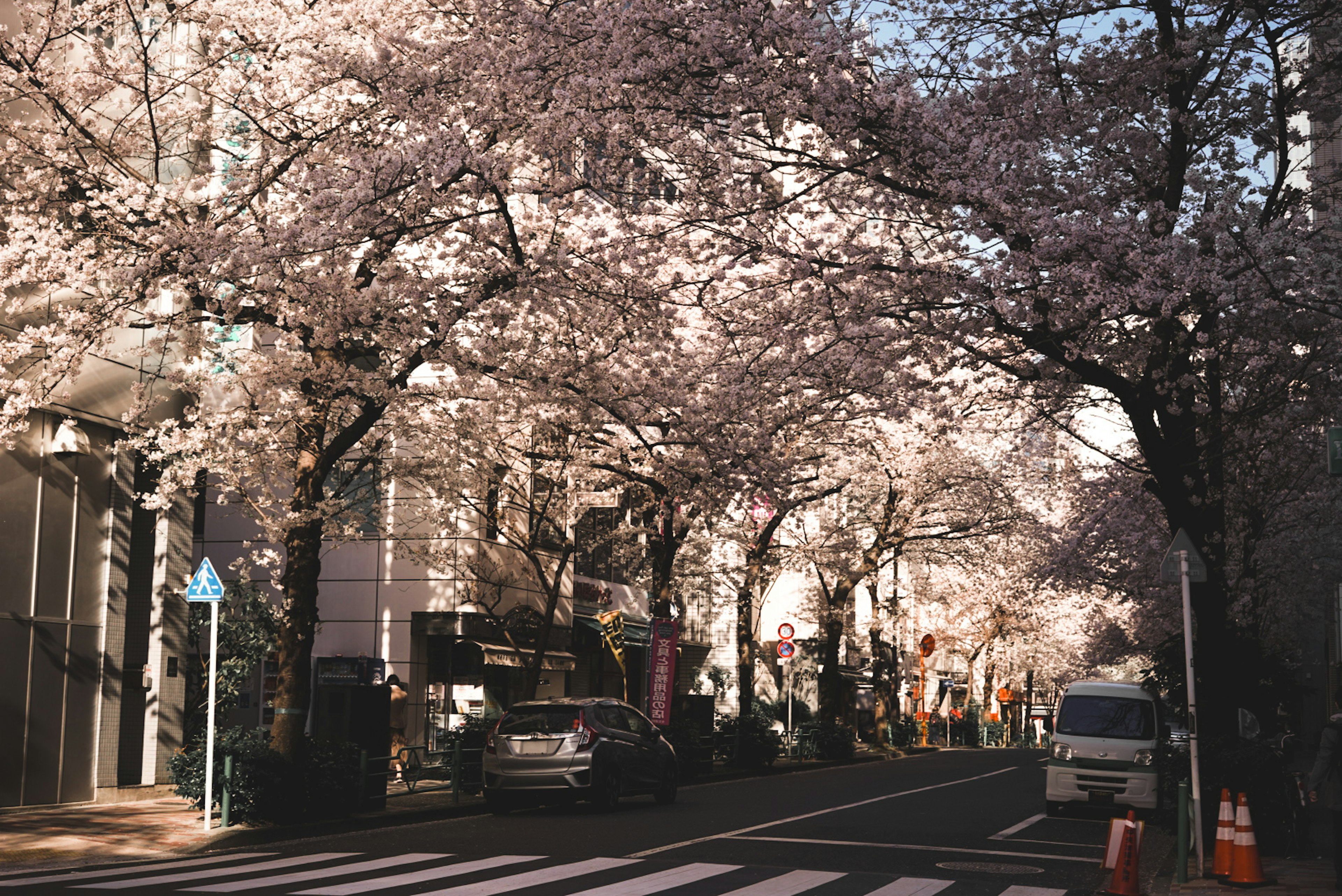 Rue bordée d'arbres en fleurs