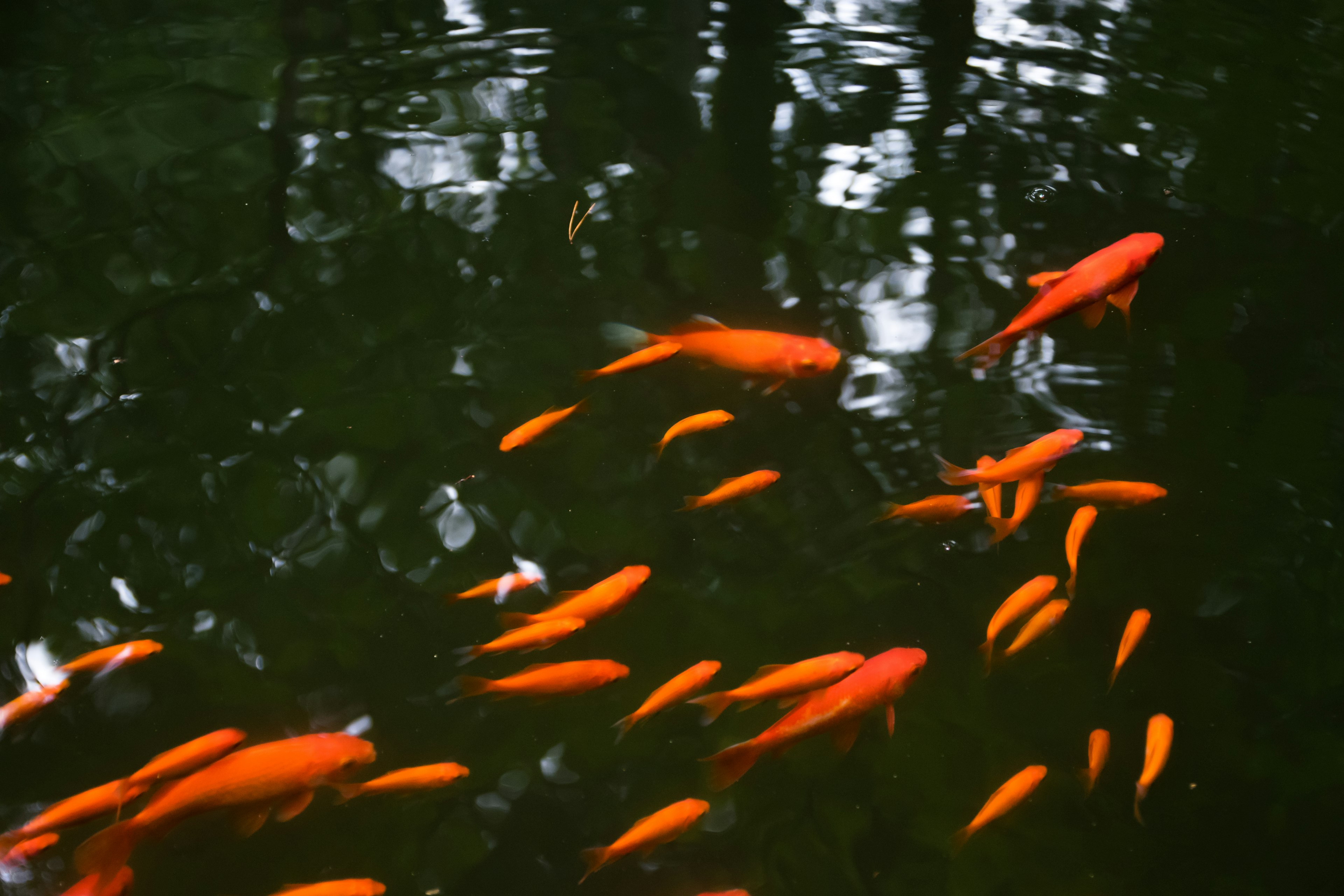 Un banc de poissons nageant à la surface de l'eau des carpes koï orange vif sont visibles