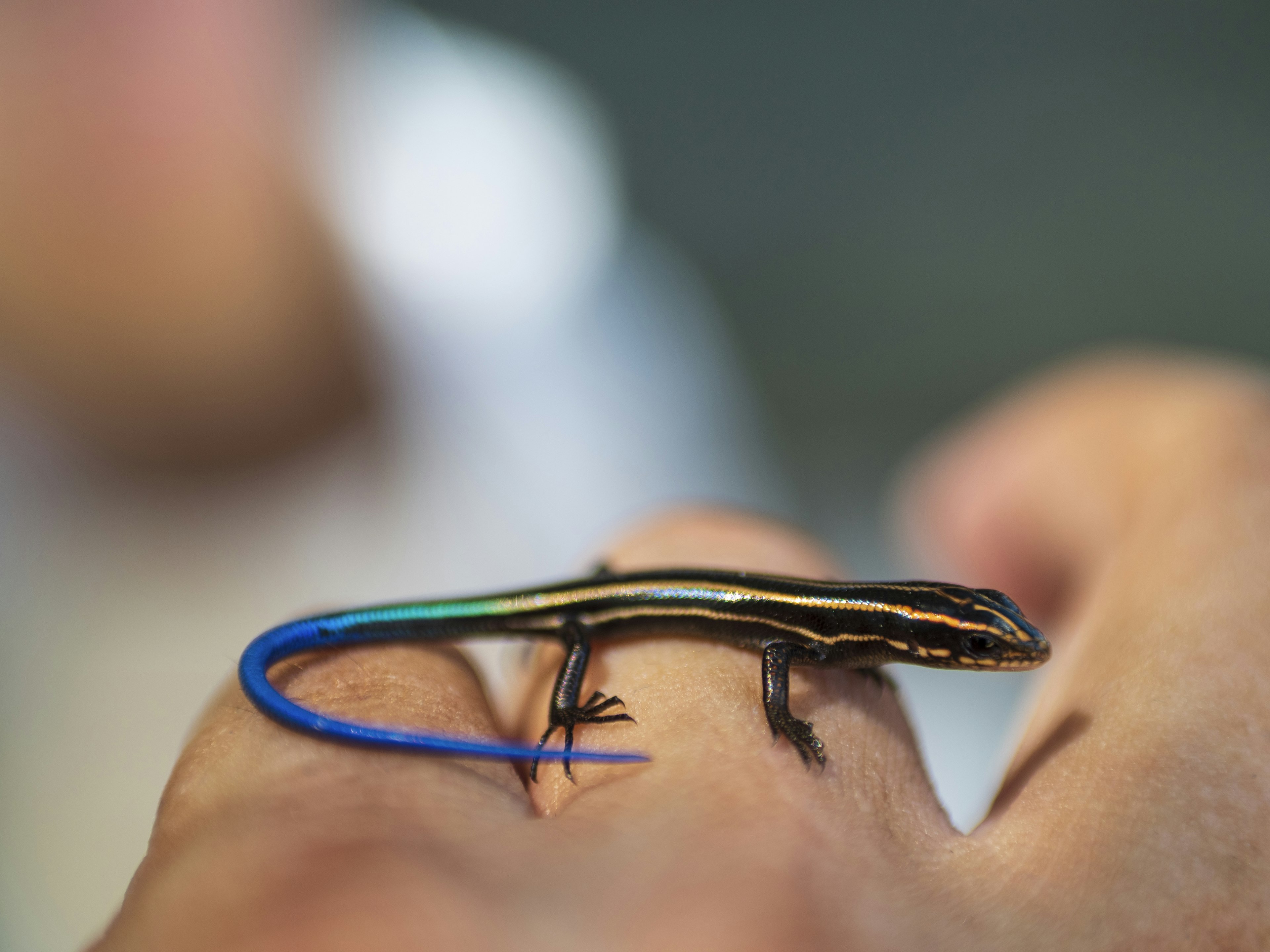 Acercamiento de un lagarto con cola azul en una mano