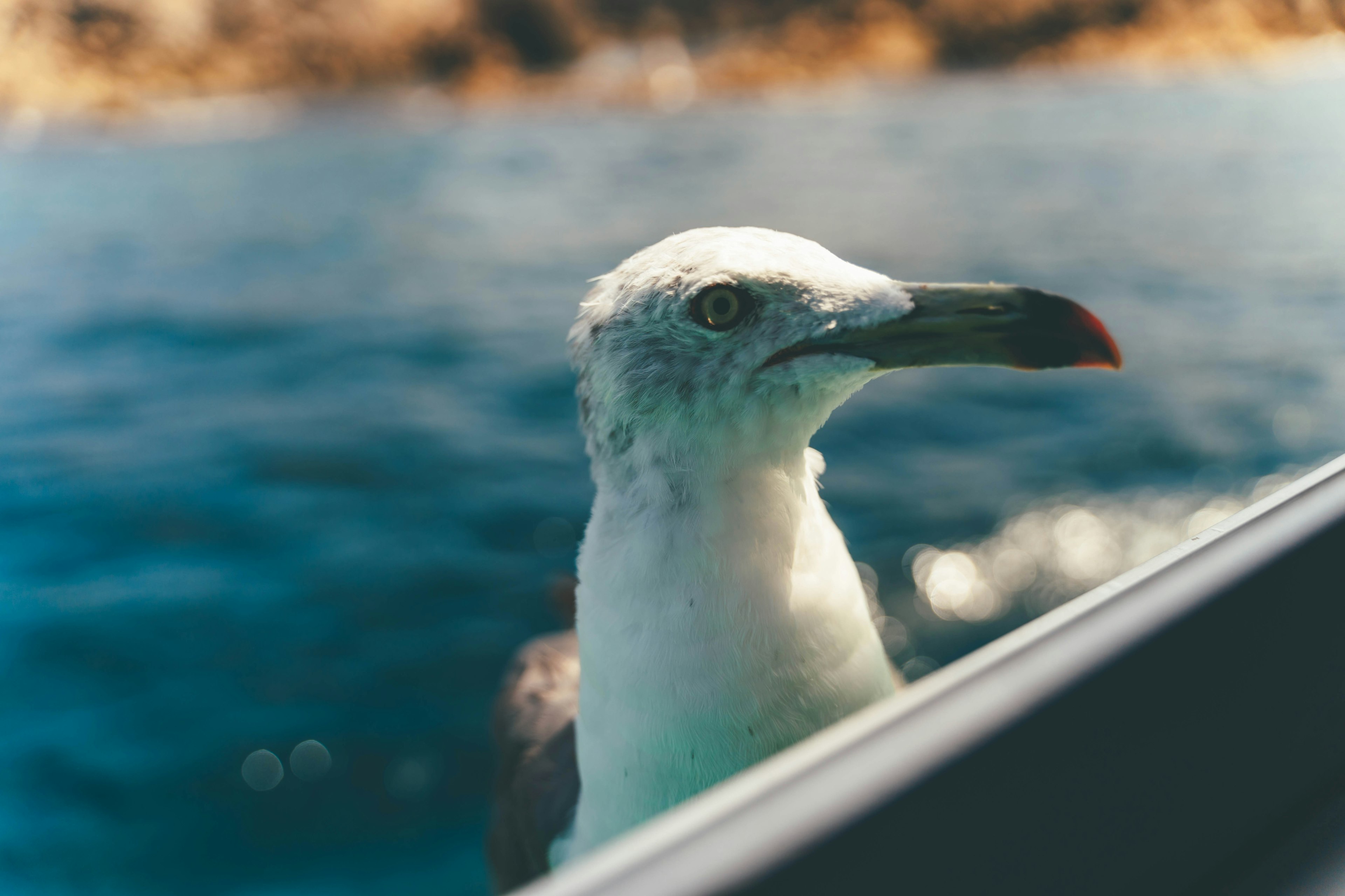 Close-up of a white bird's face near the water with a blue ocean background