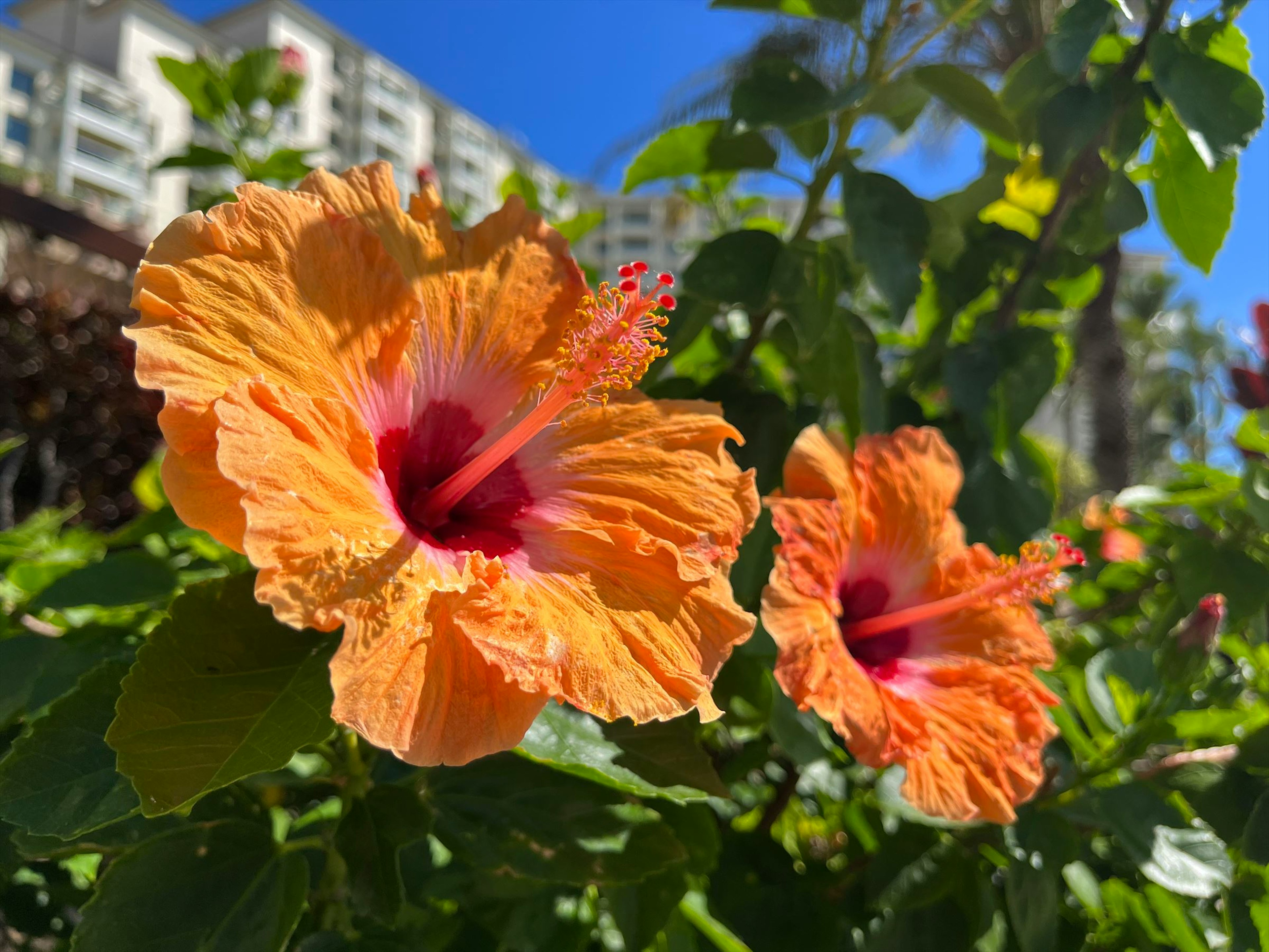 オレンジ色のハイビスカスの花が青空の下で咲いている