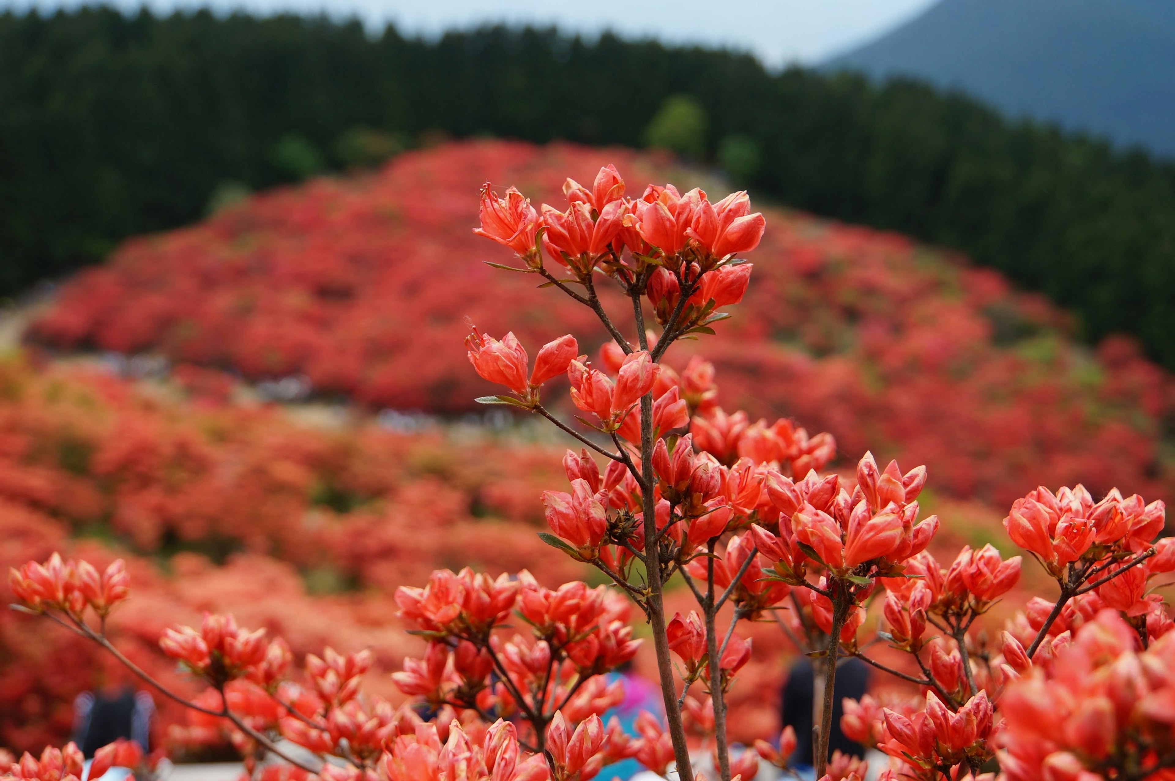 Acercamiento de flores rojas vibrantes en un paisaje escénico