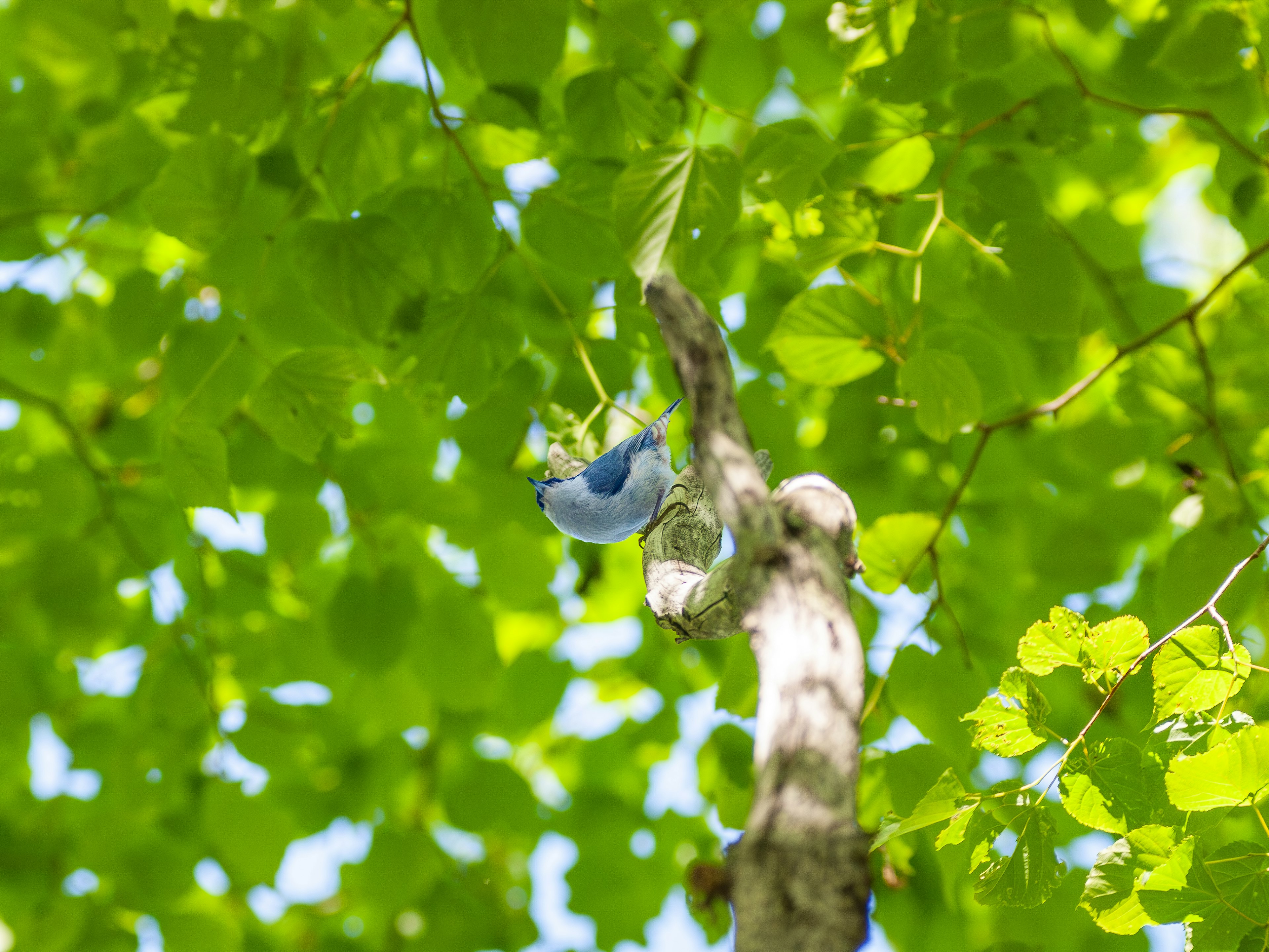 青い鳥が緑の葉の間にいる木の枝