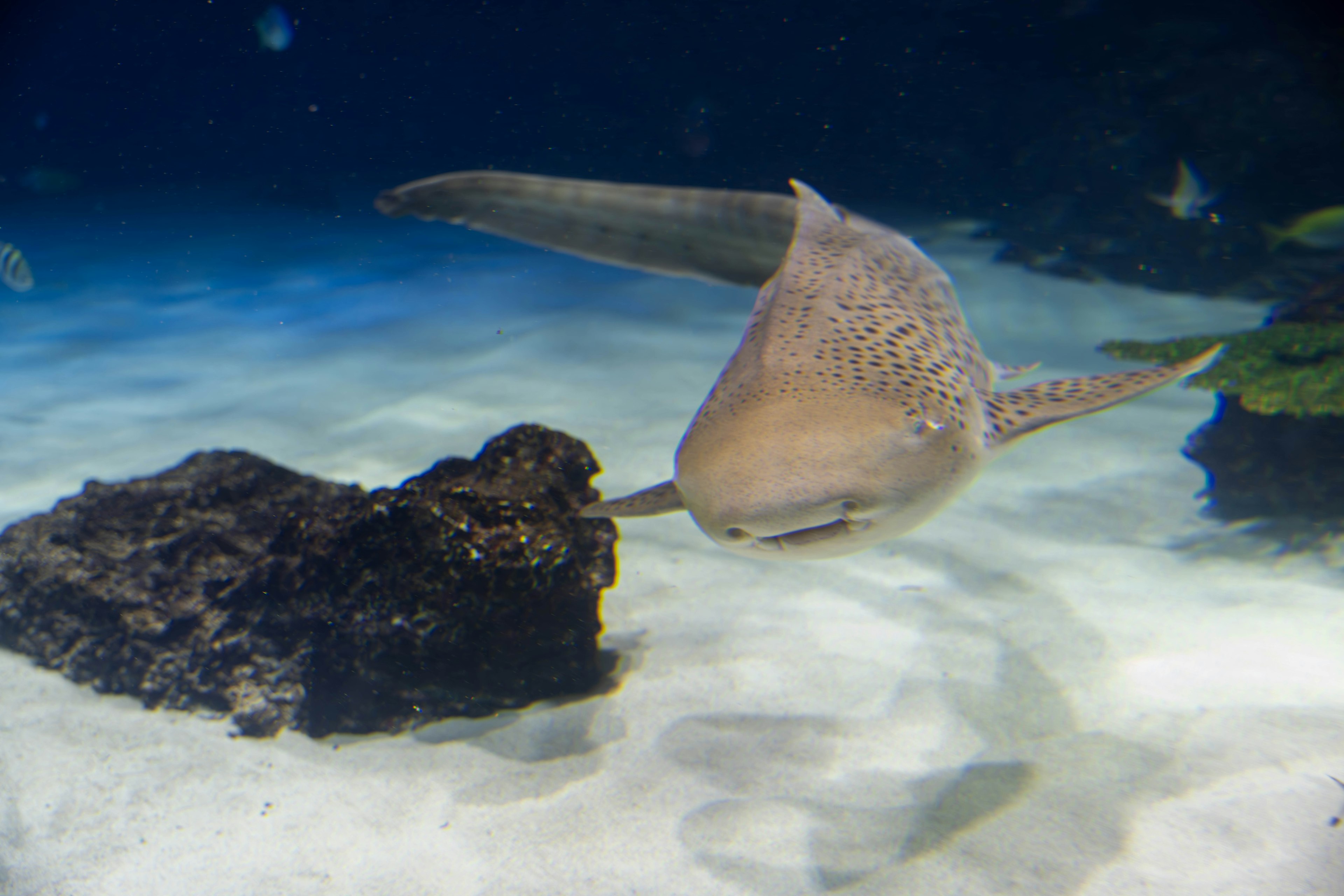 A ray swimming near a rock on the ocean floor